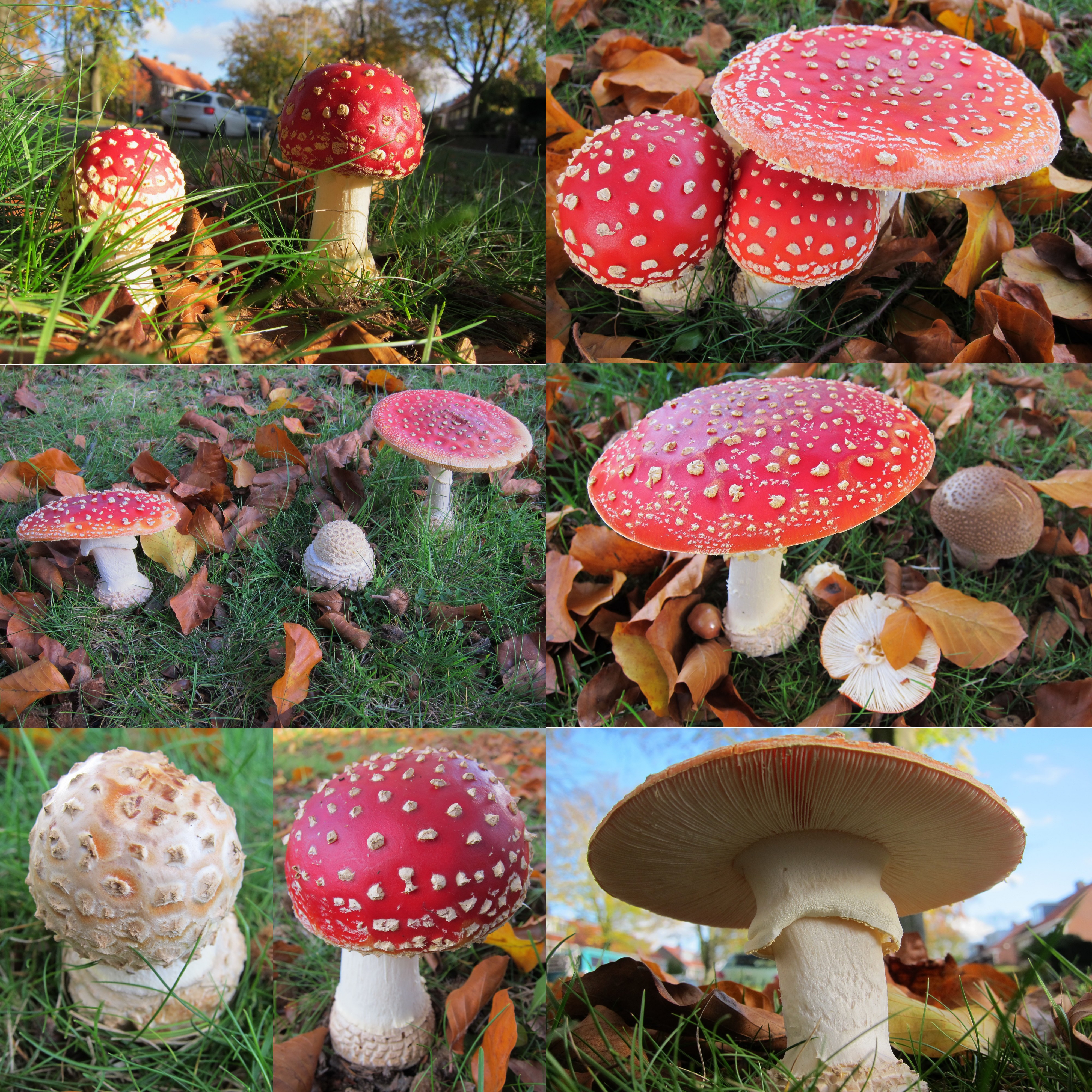 Amanita Muscaria (Fly Agaric mushroom. Quintessential it is a toadstool because of its poissoness. Syn. Fly amanita, D= Fliegenpilz, F= Amanite tue-mouches, NL= Vliegenzwam) in all growing stadia inmidst all houses of H - panoramio