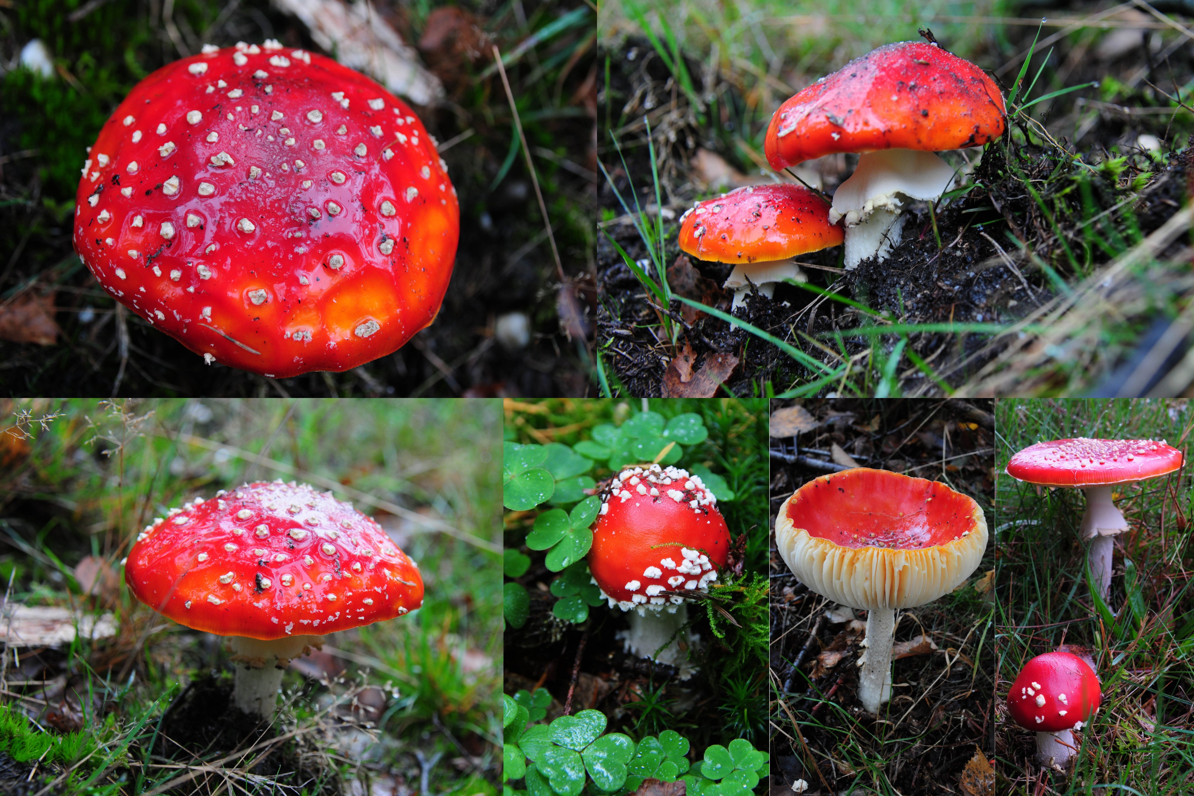 Amanita muscaria (GB= Fly Agaric, D= Fliegenpilz, F= Amanite tue-mouches, NL= Vliegenzwam), in the NP Hoge Veluwe forest, and probably therefore dark red - panoramio