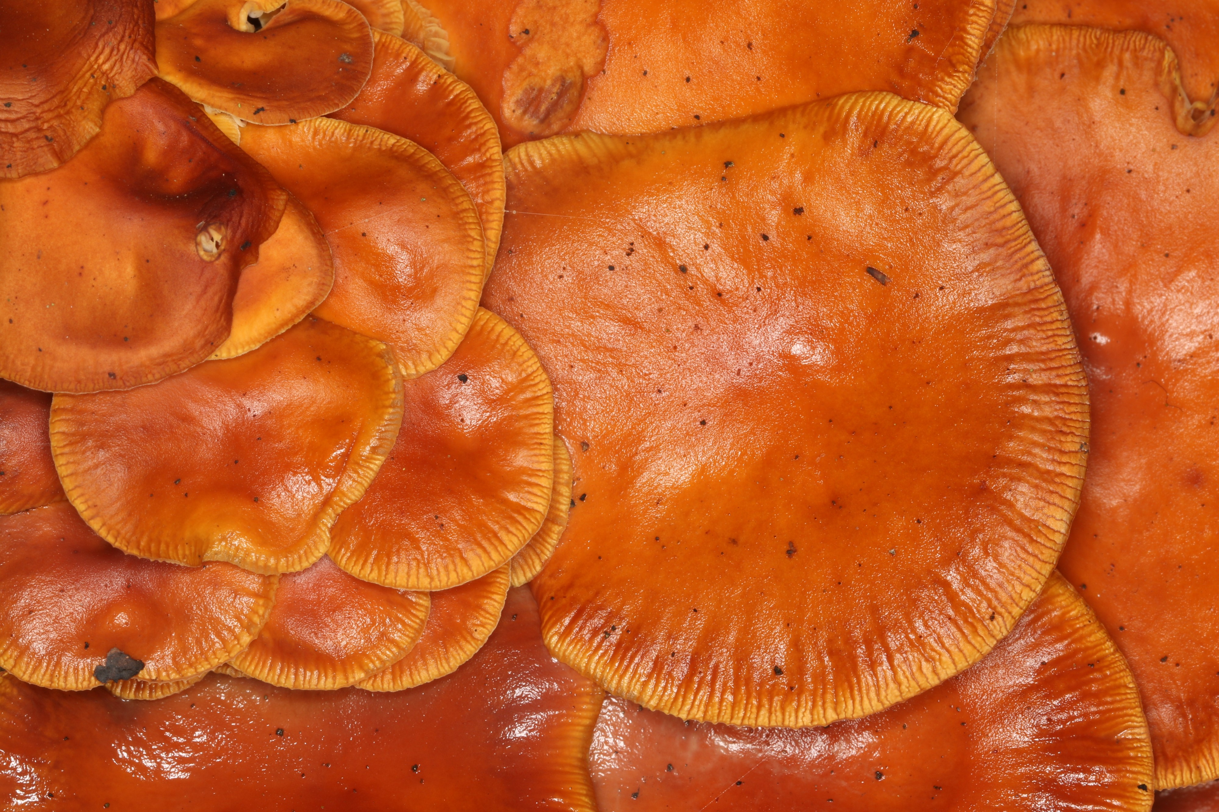 Flammulina velutipes (24714149564)