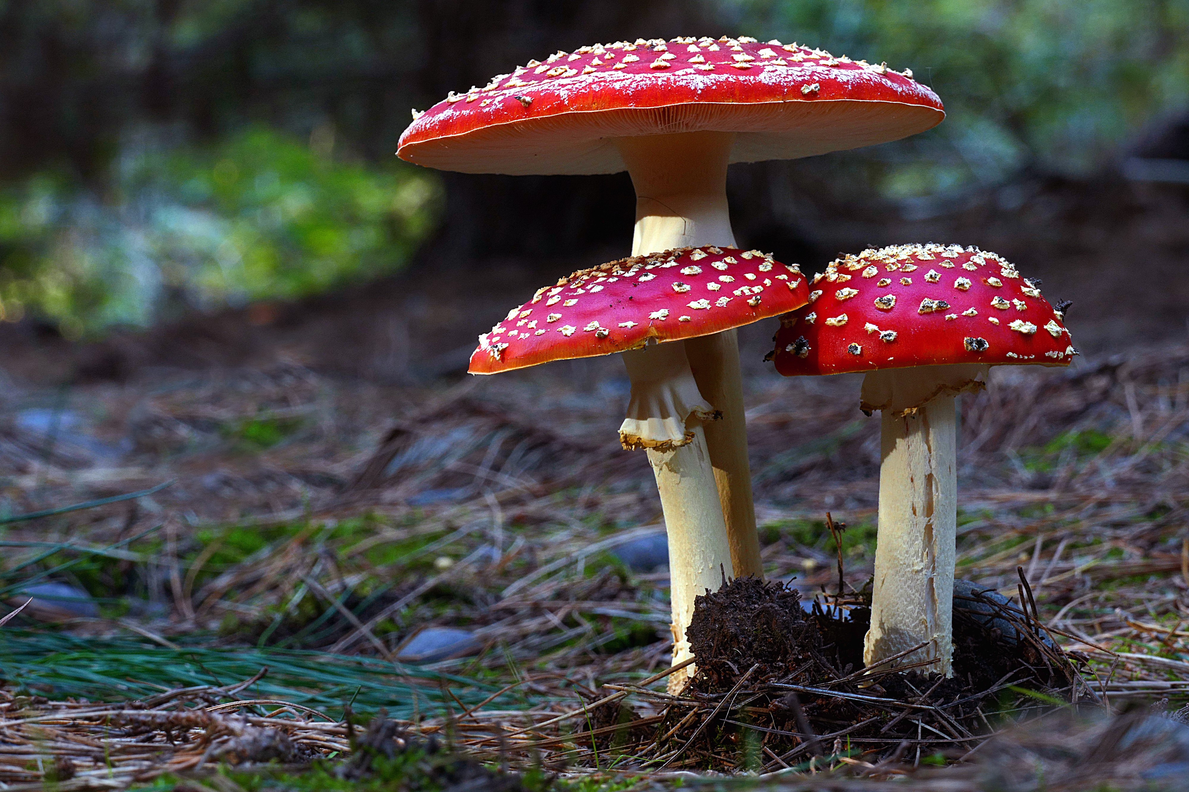 Fly agaric (41660548781)