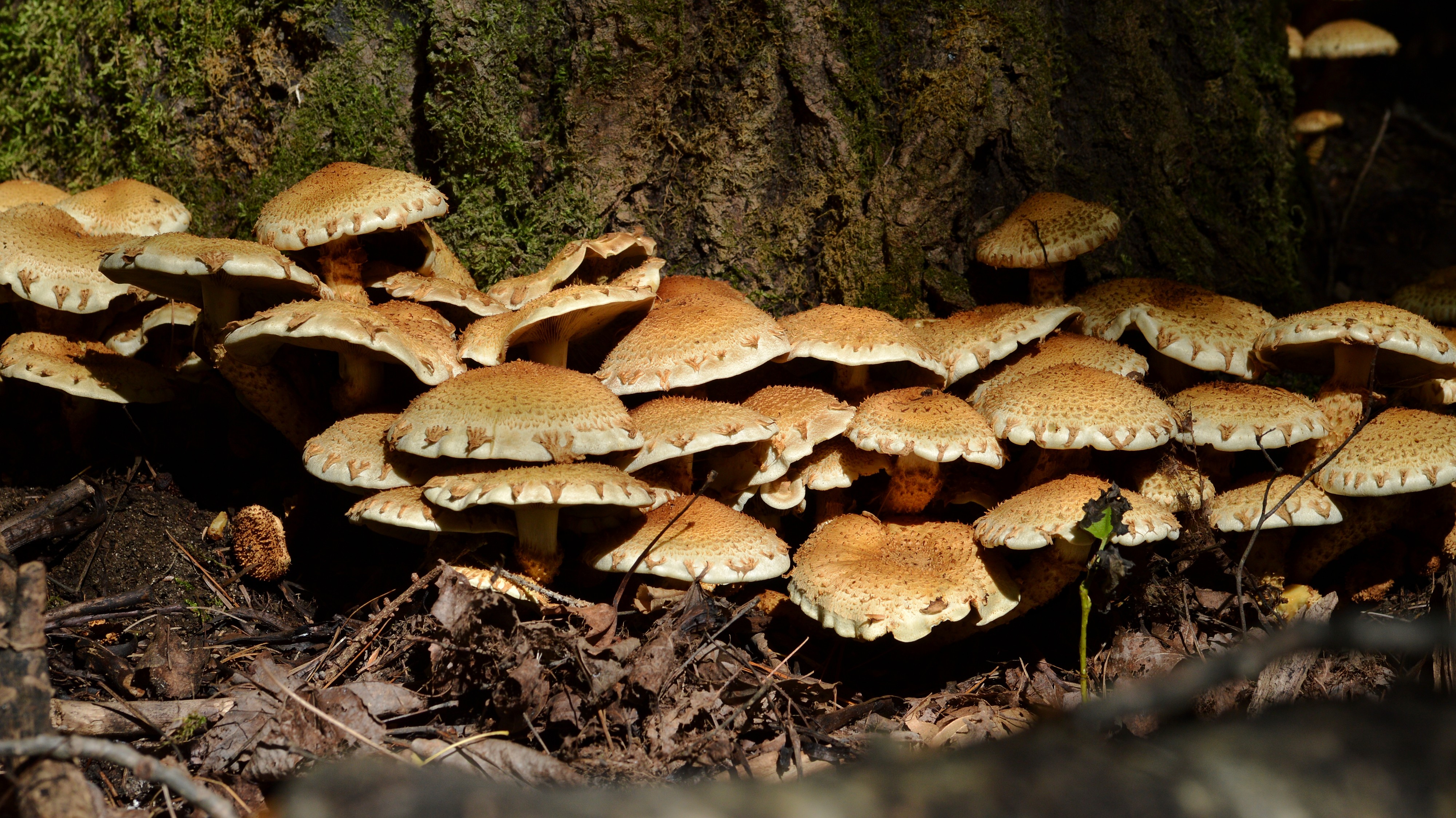 Fungus - Gatineau Park, Quebec 03