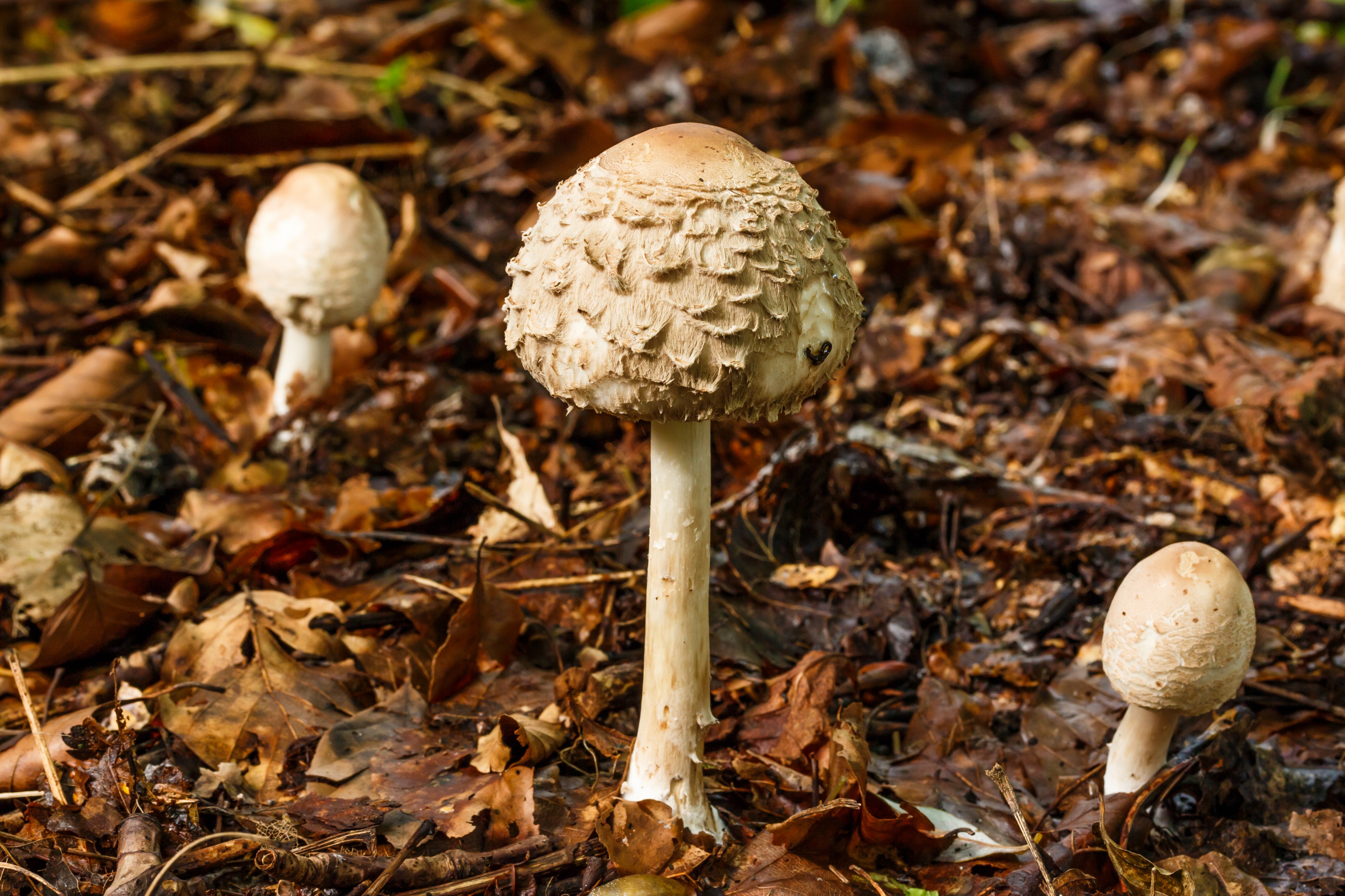 Knolparasolzwam. (Chlorophyllum rhacodes) 02