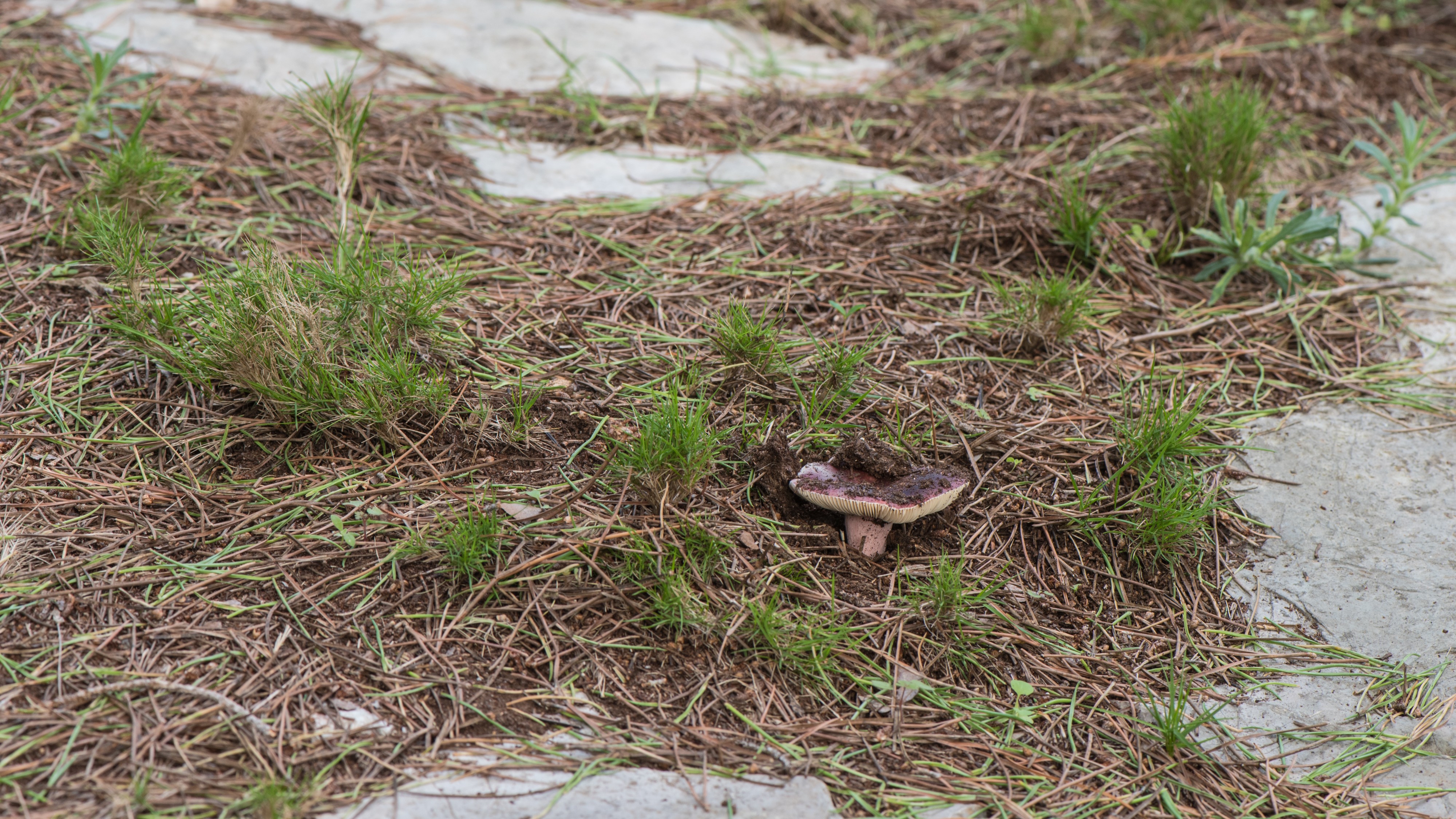 Lactarius rufus, Sète 01