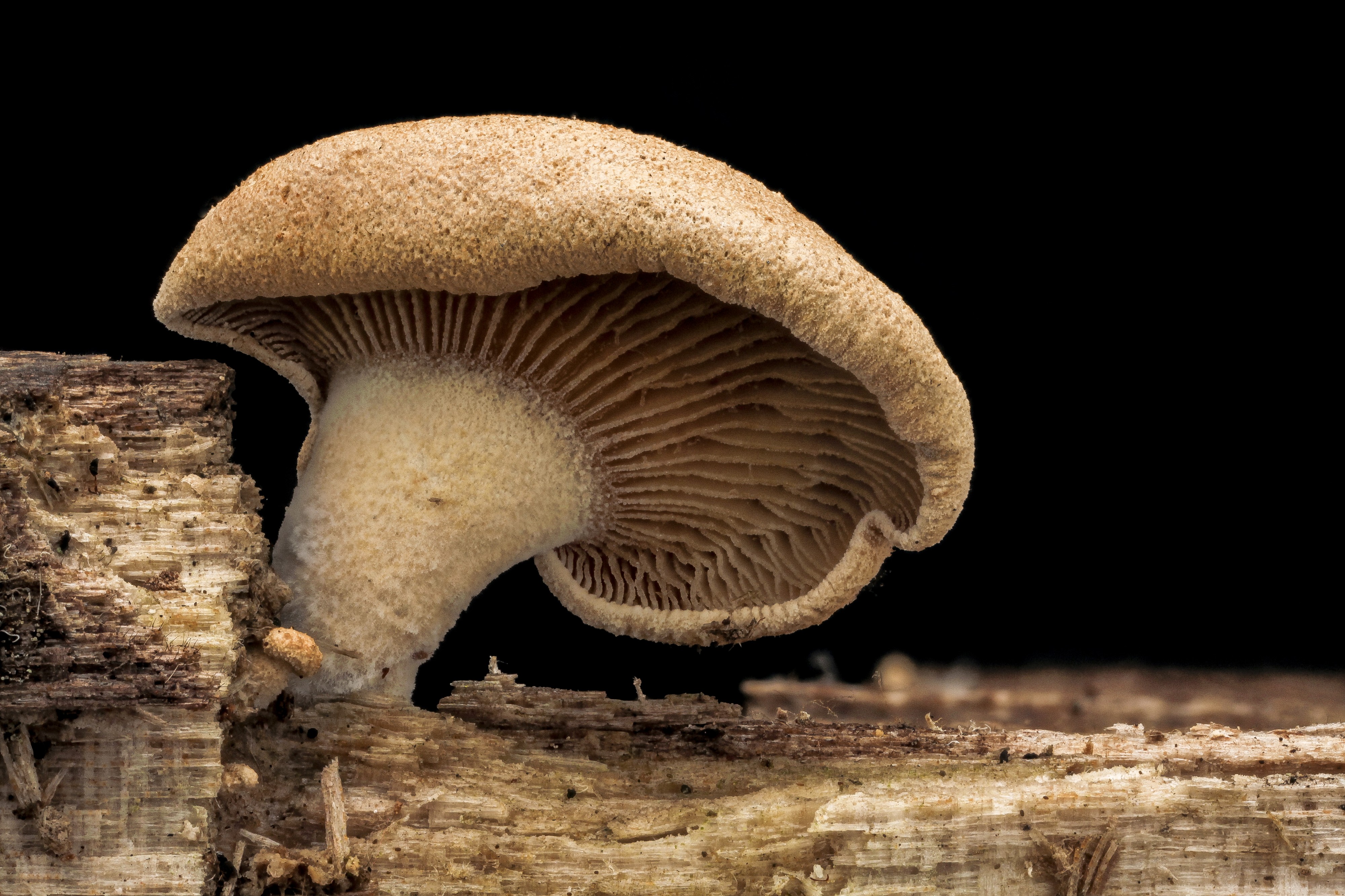 Mushroom, underneath 2012-09-21-14.51.00 ZS PMax (8016189217)