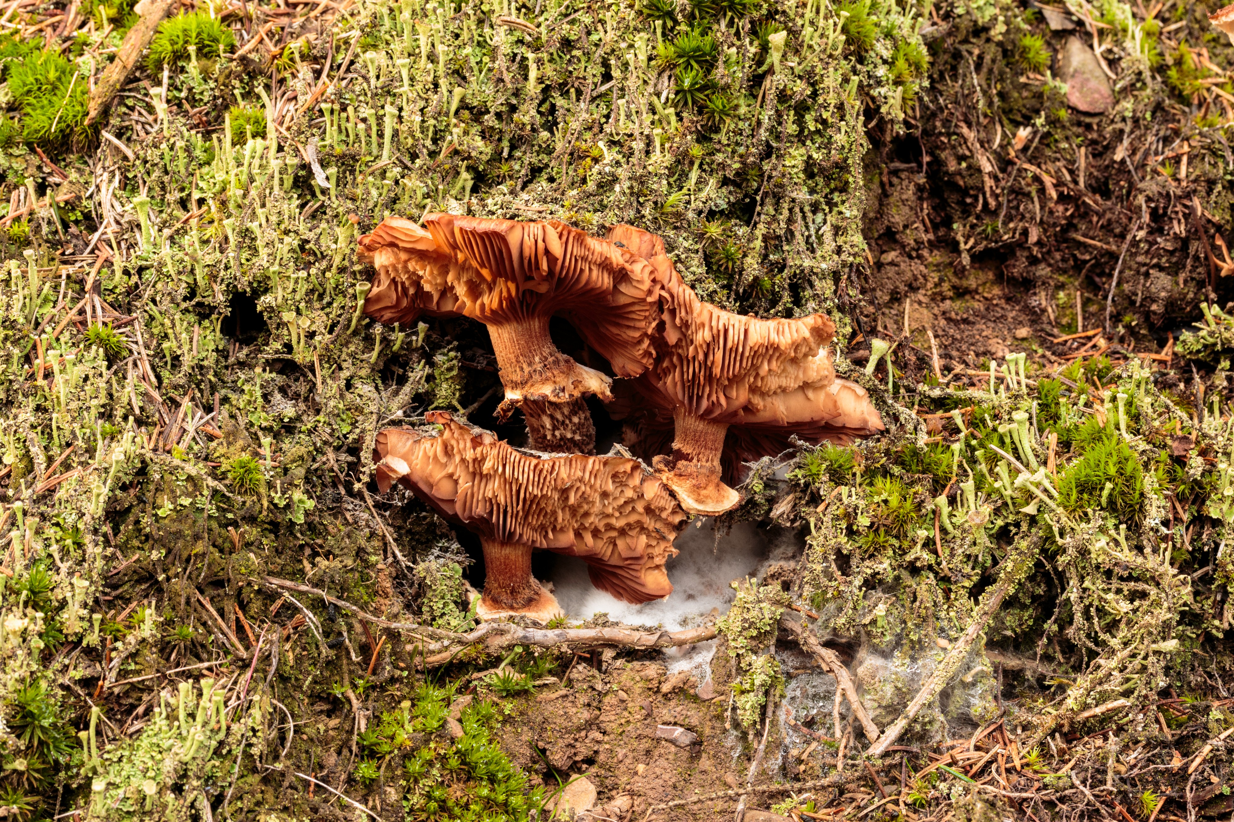 Sombere honingzwam (Armillaria ostoyae). Locatie, Sauerland Duitsland 03