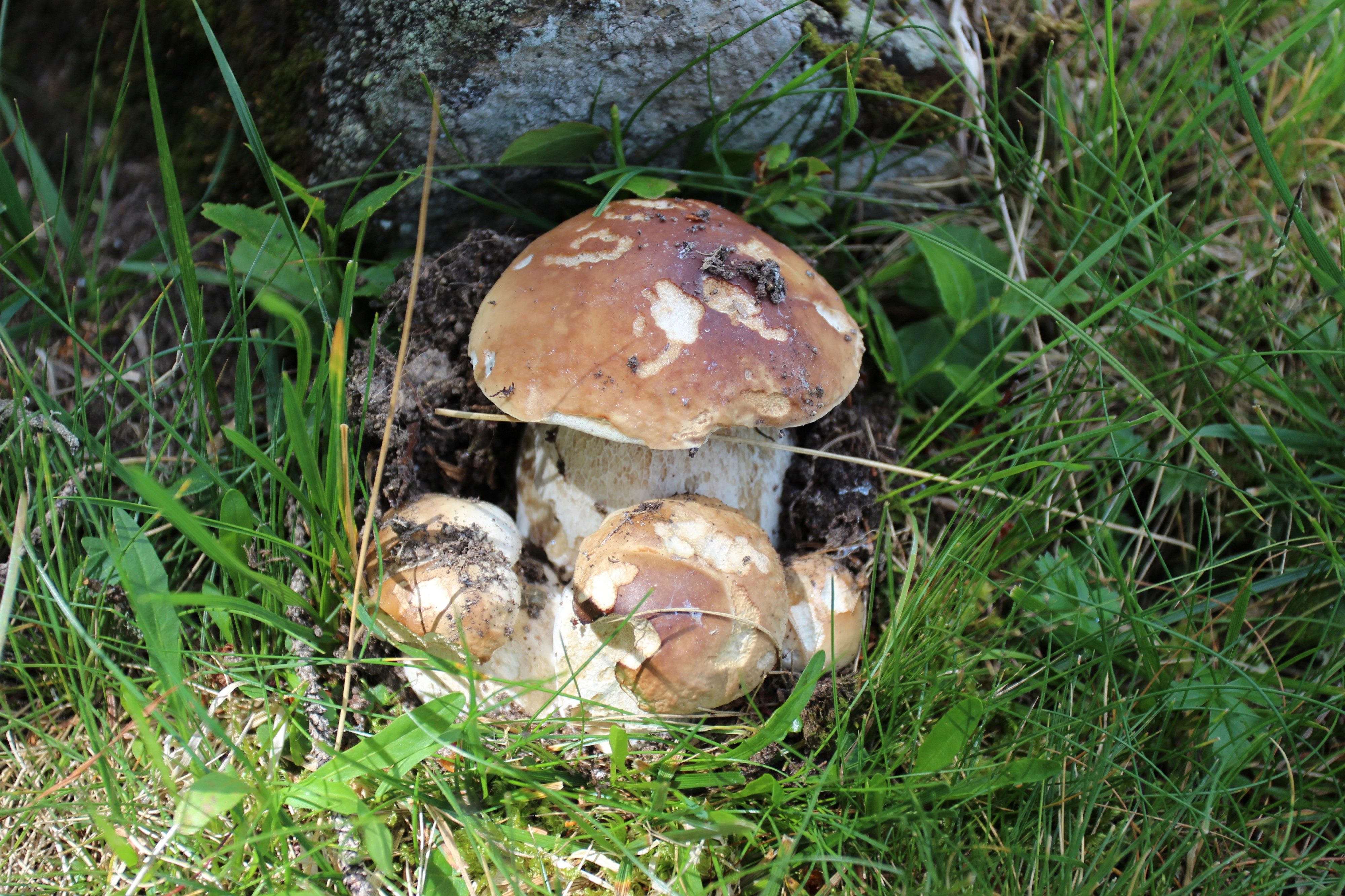 Steinpilz 6