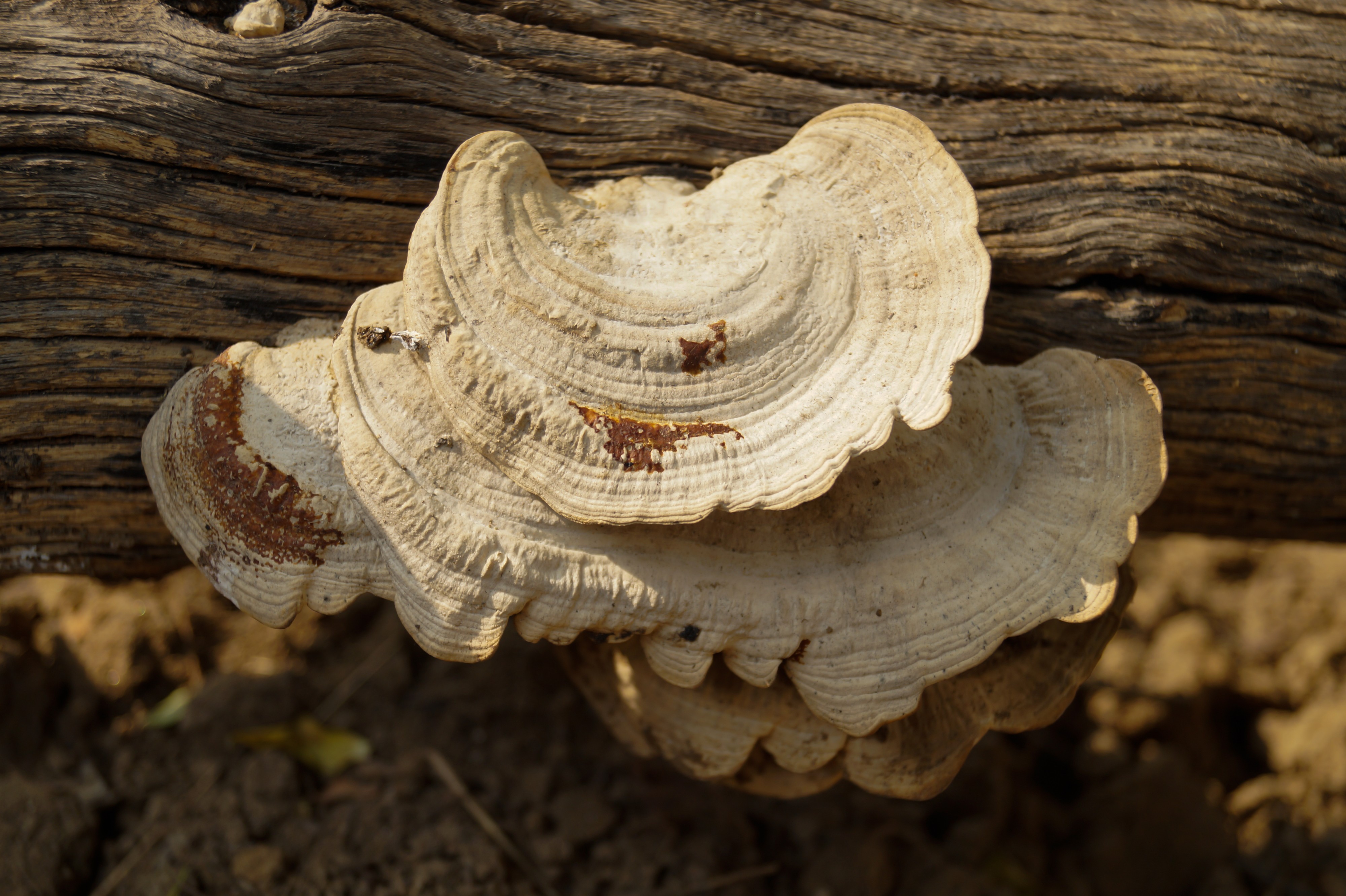 Toadstool at Khanna