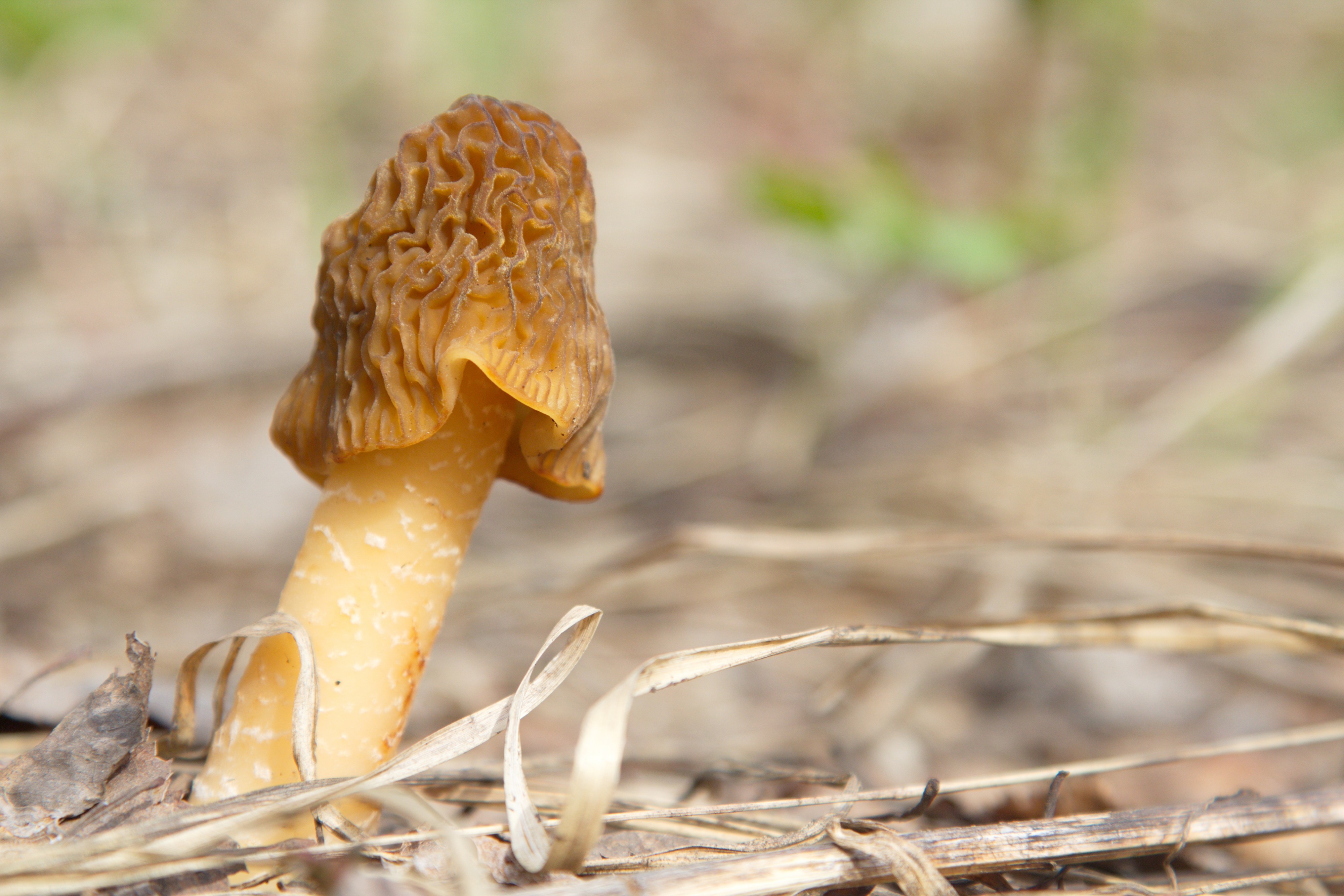 Verpa bohemica (8726589854)