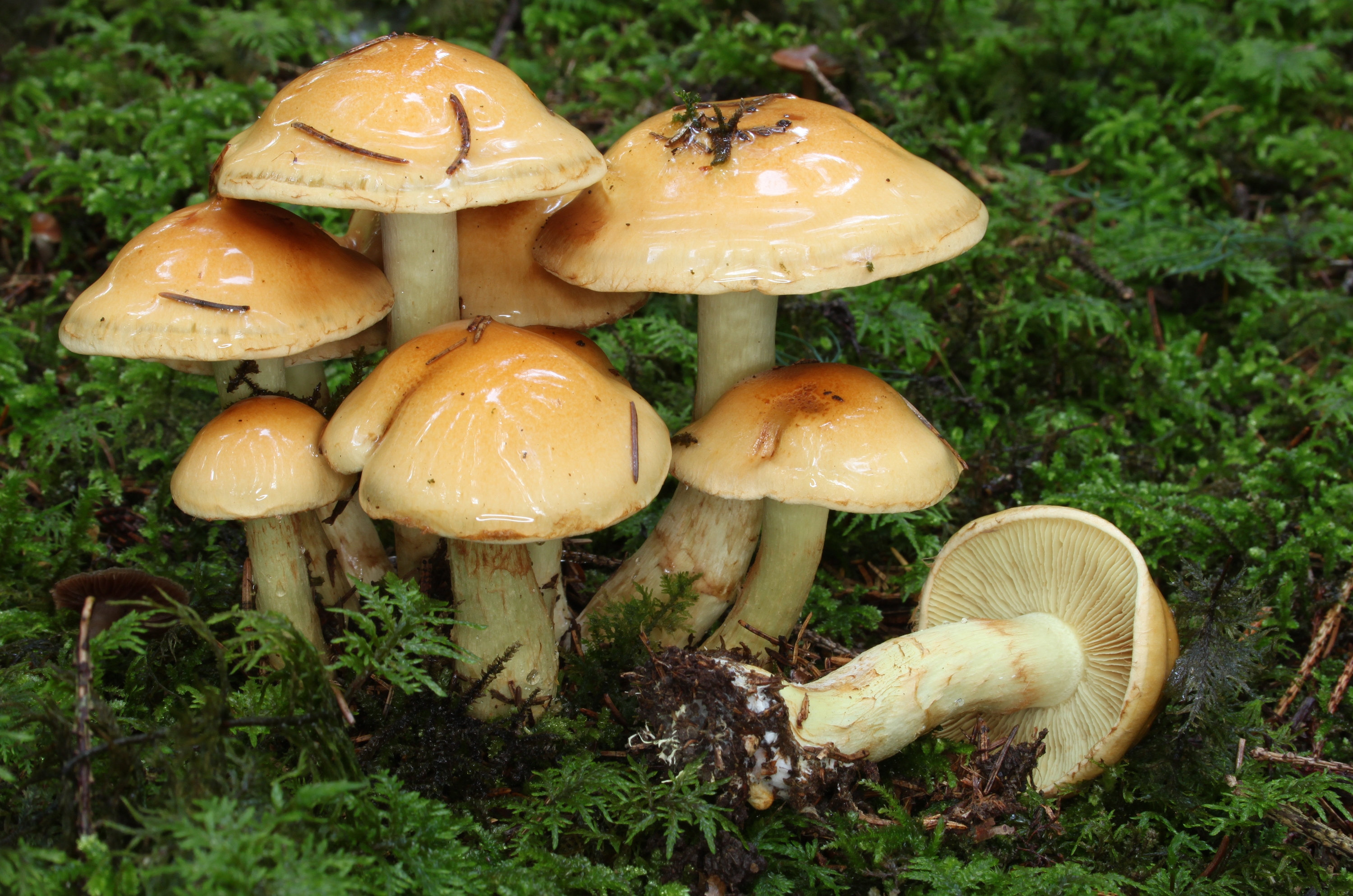 Tonweißer Schüppling Pholiota lenta