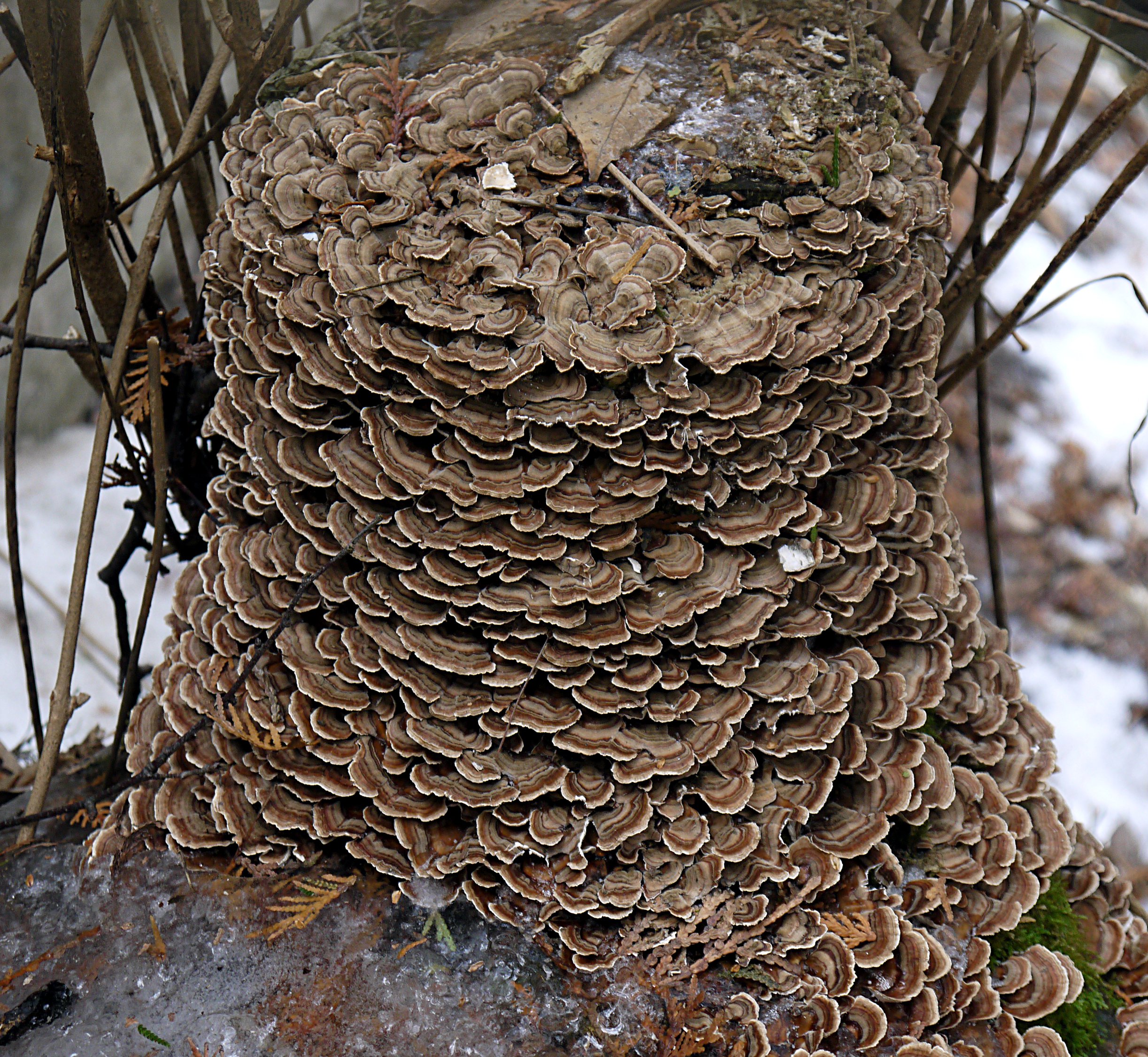 Trametes versicolor stump