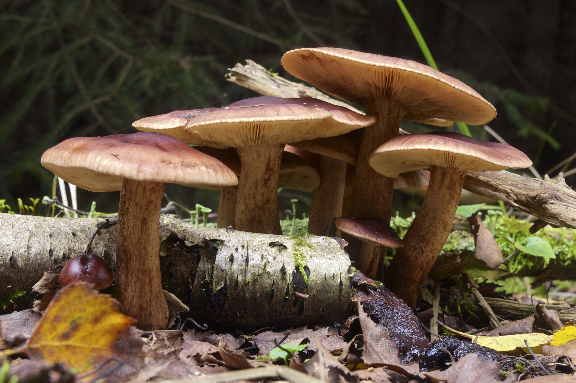 Tricholoma fulvum LC0373