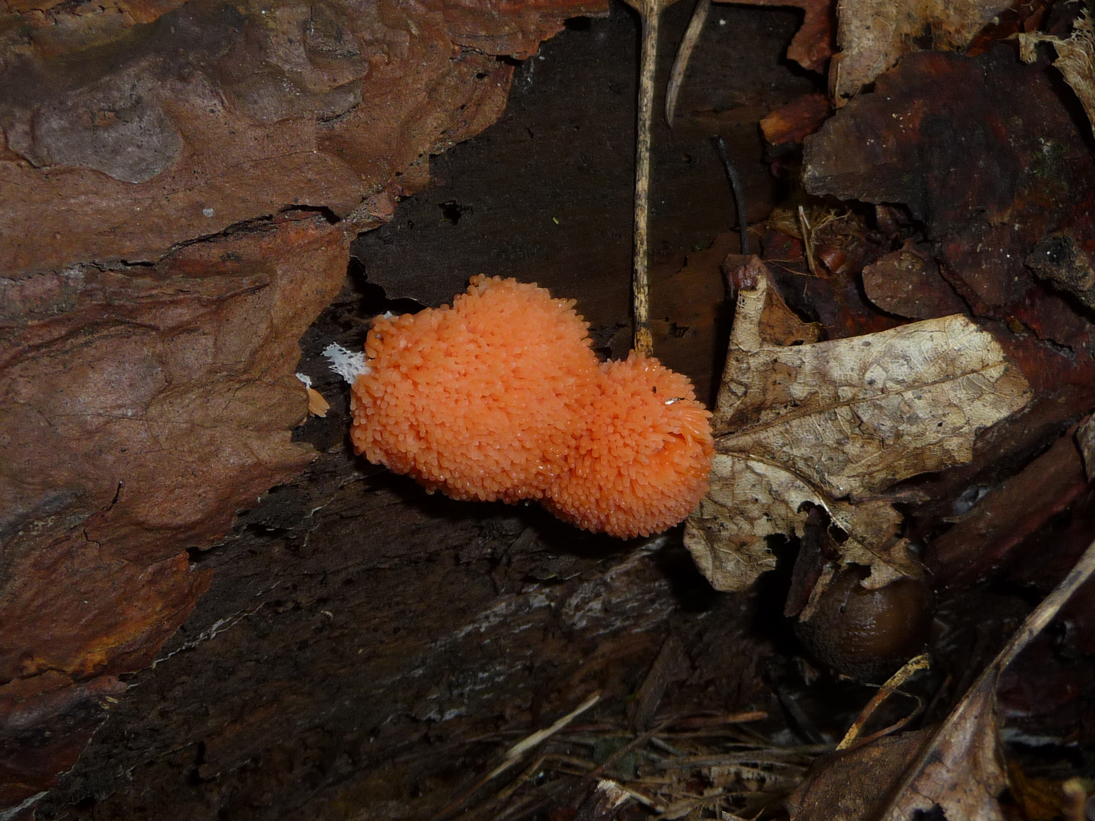 Tubifera ferruginosa 2010 G1