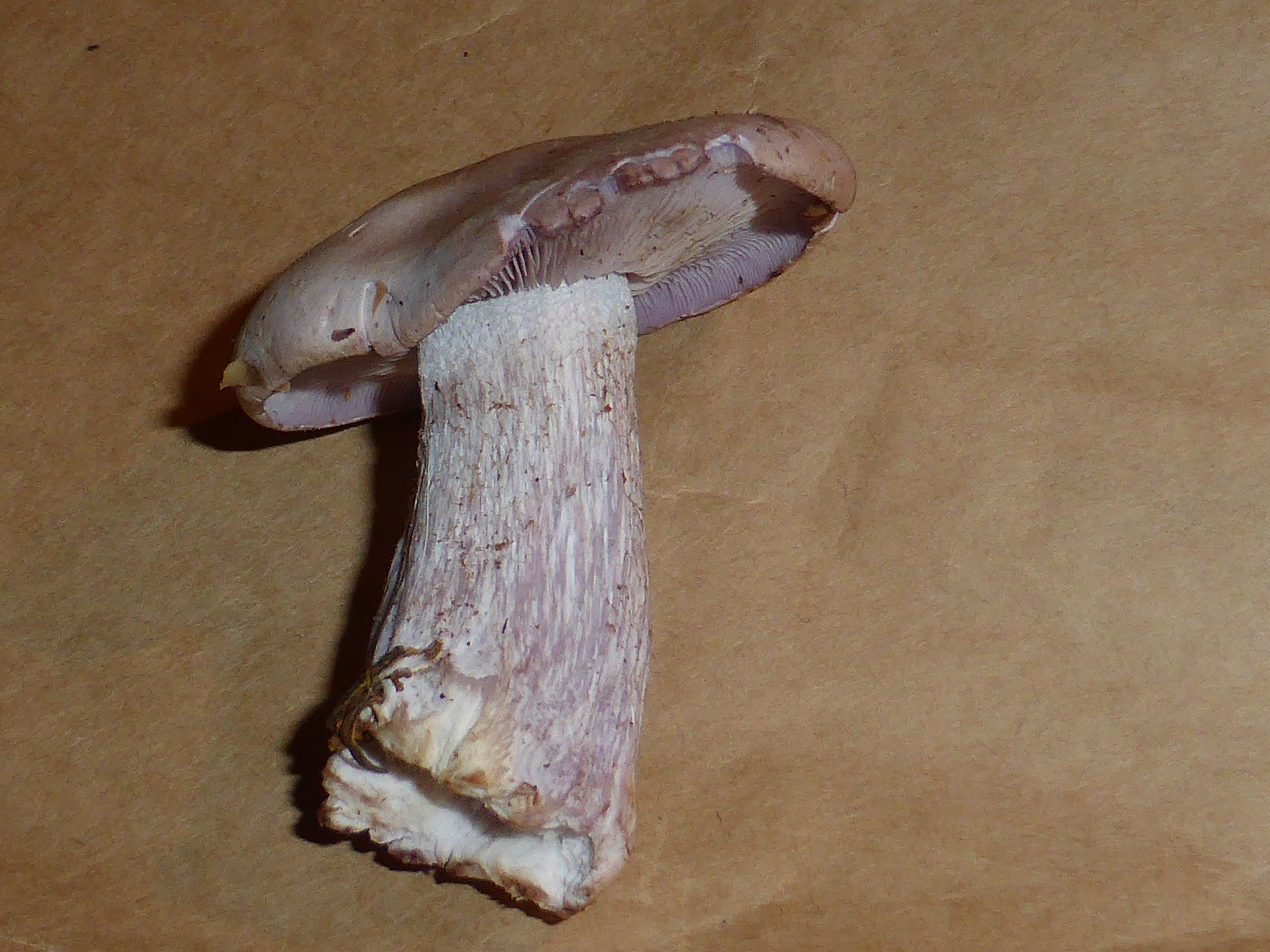 Unidentified mushroom - september 2013 06