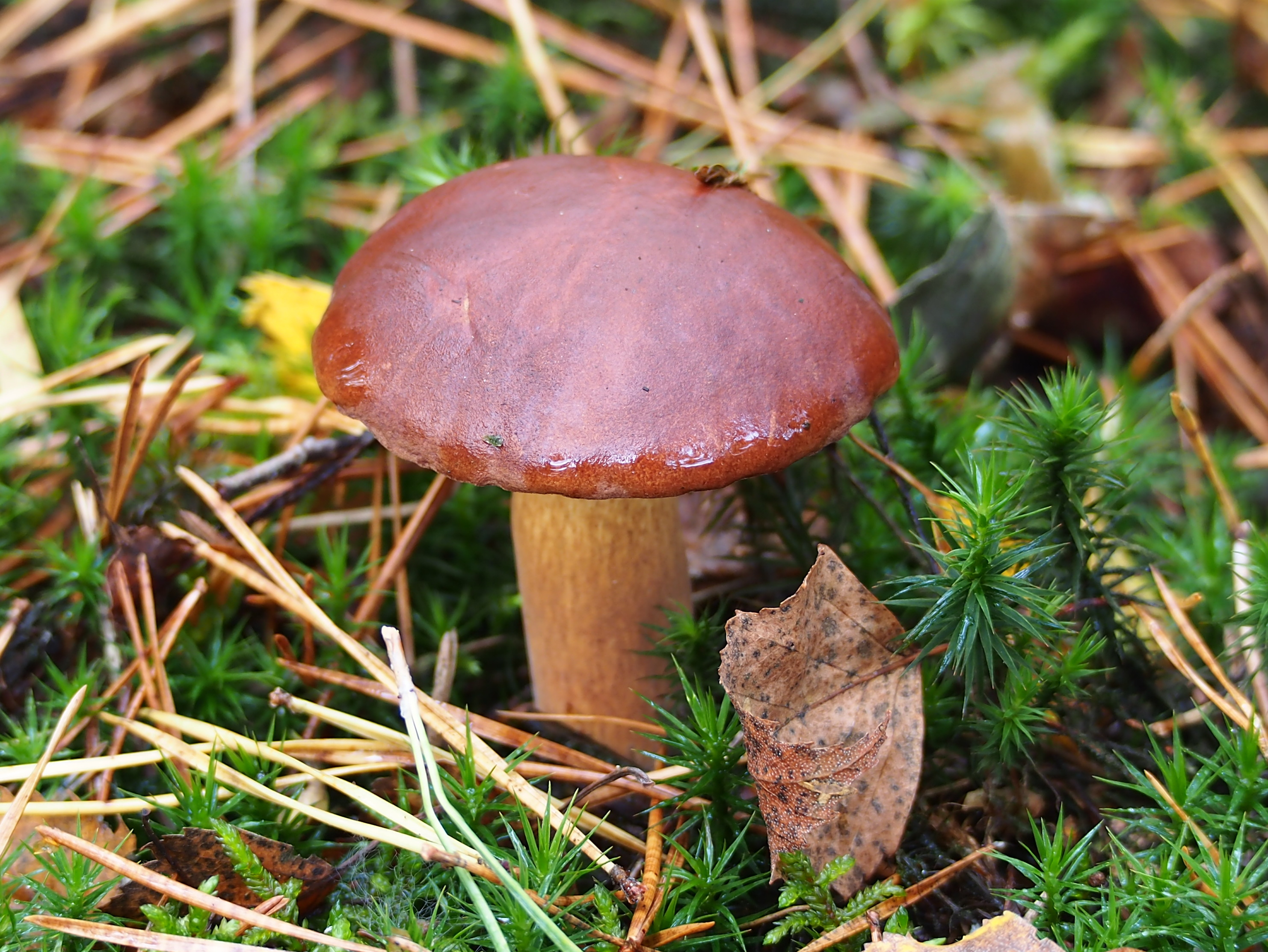 Unidentified mushrooms pic-026