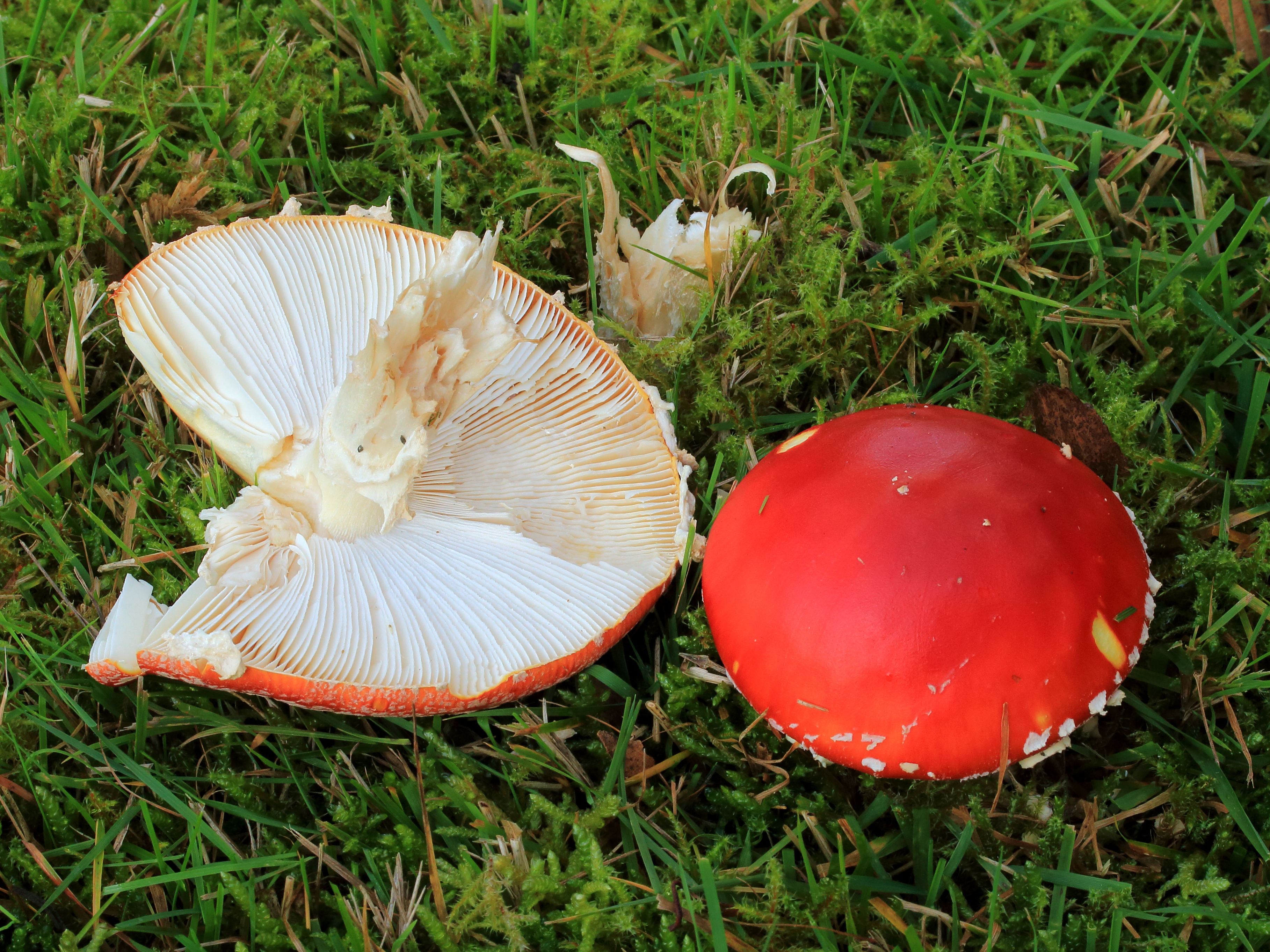 Vliegenzwam (Amanita muscaria). Locatie, Hortus (Haren, Groningen)