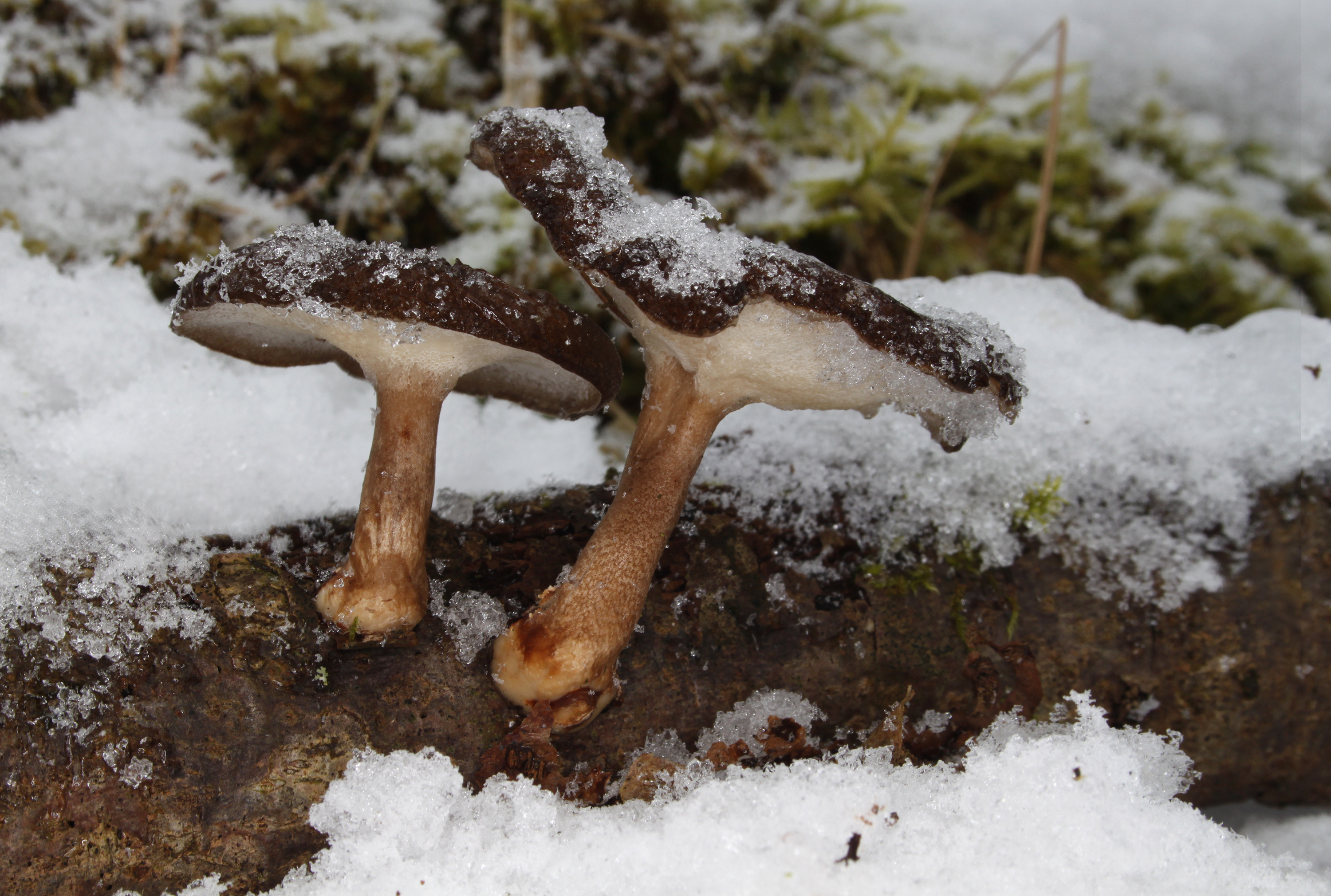 Winterporling Polyporus brumalis