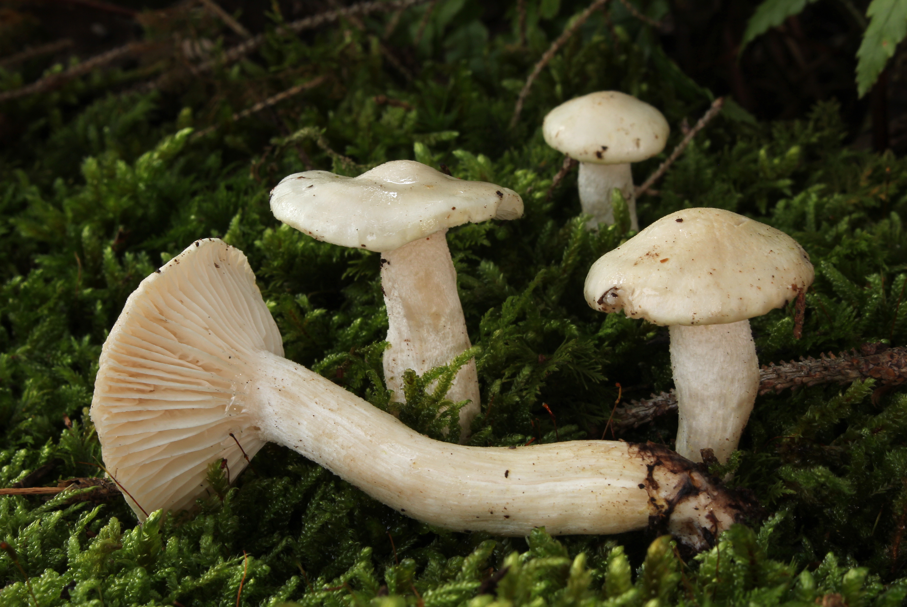 Wohlriechende Schneckling Hygrophorus agathosmus