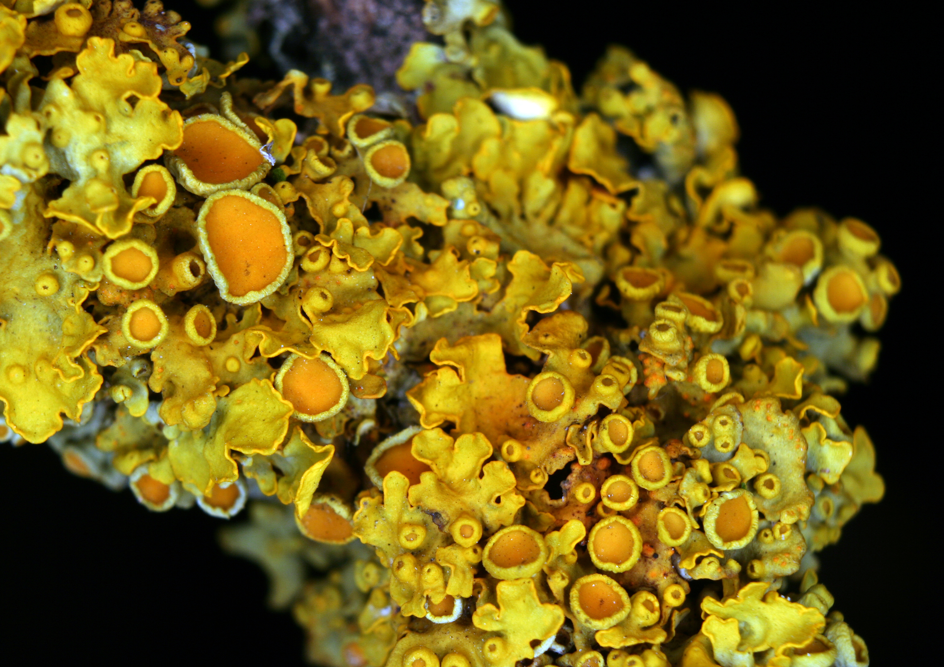 Xanthoria-parietina-gelbflechte