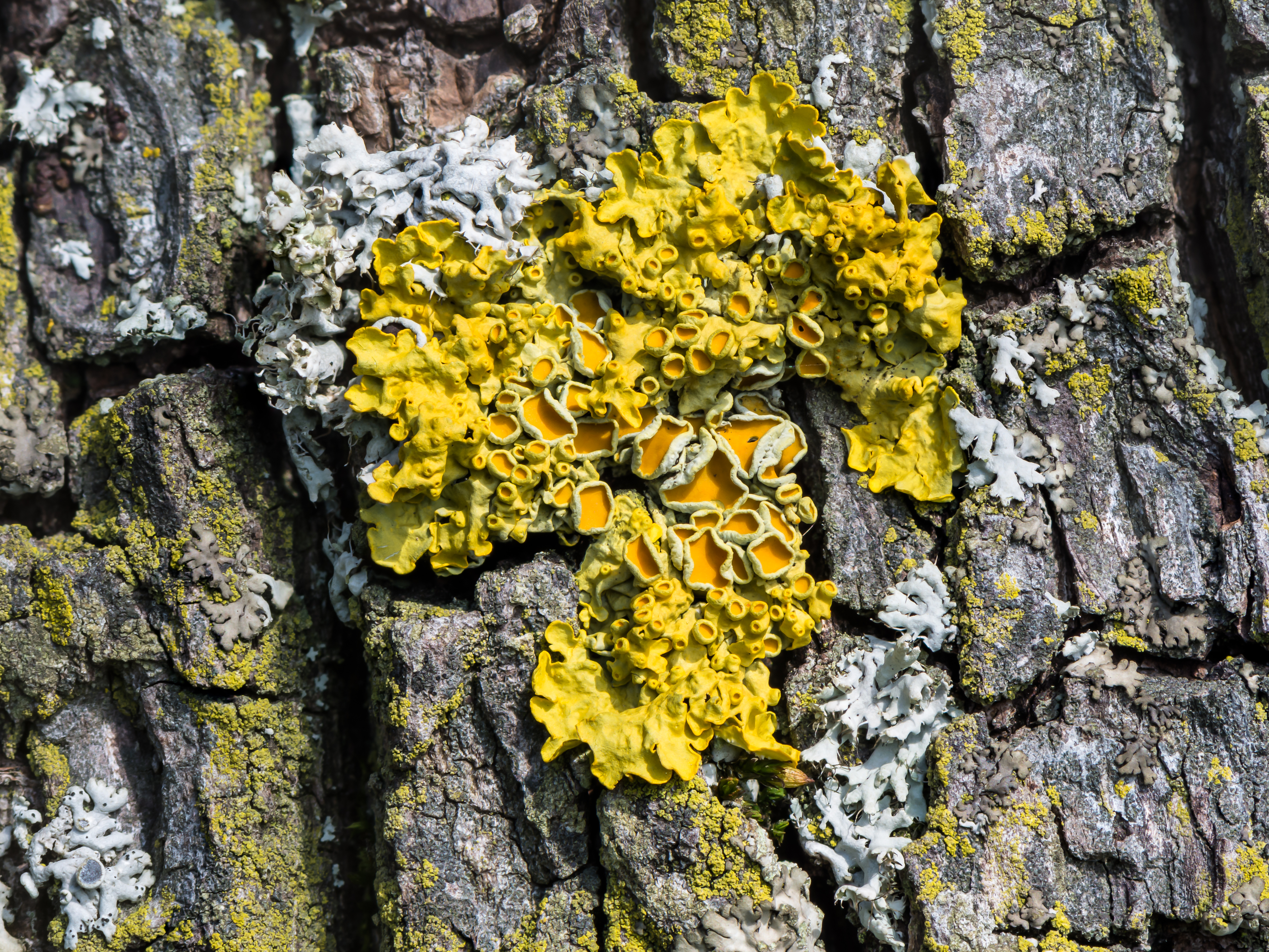 Xanthoria parietina 02