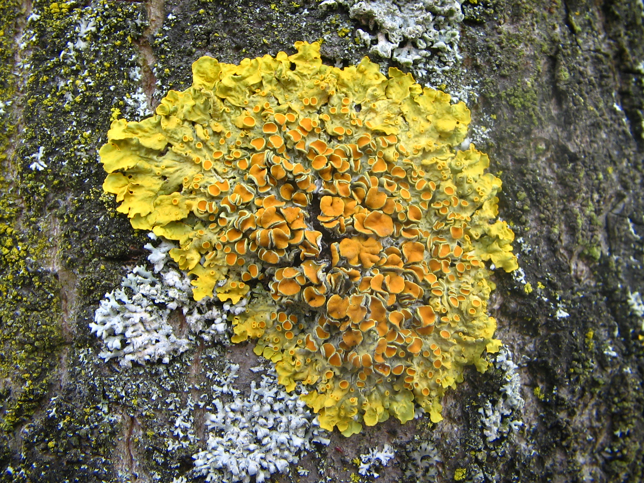 Xanthoria parietina (06 03 31)