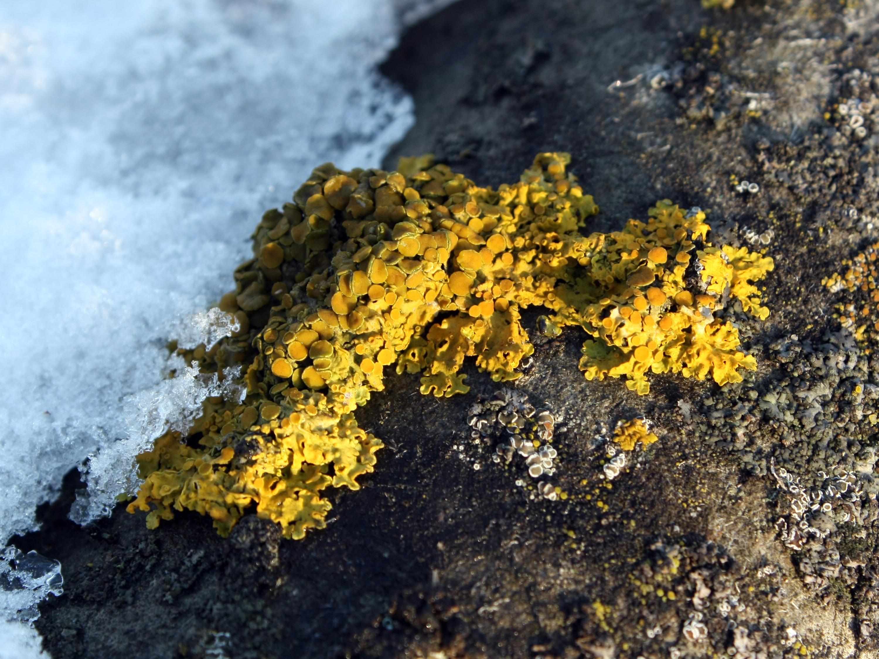 Xanthoria parietina on eternit
