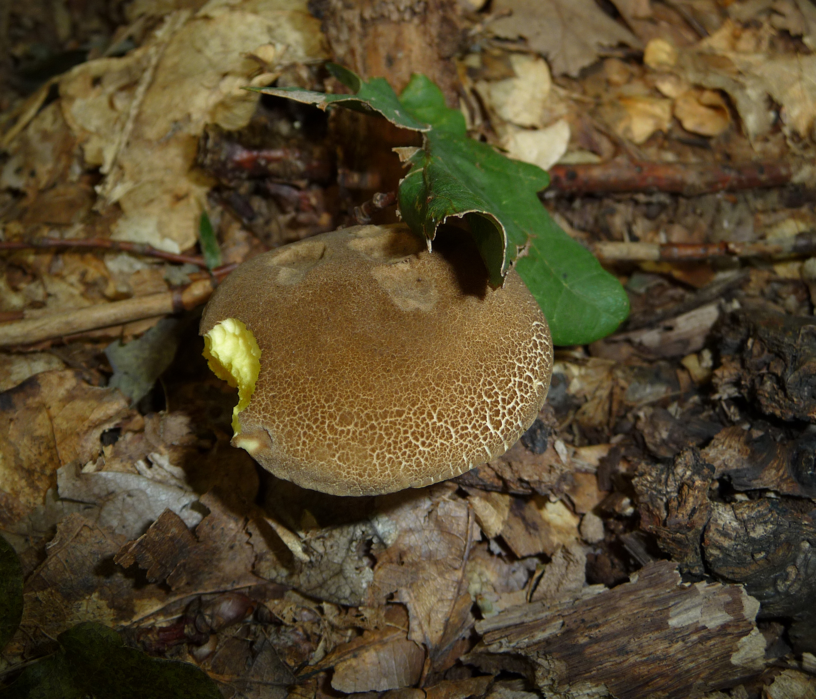 Xerocomus chrysenteron 2010 G1