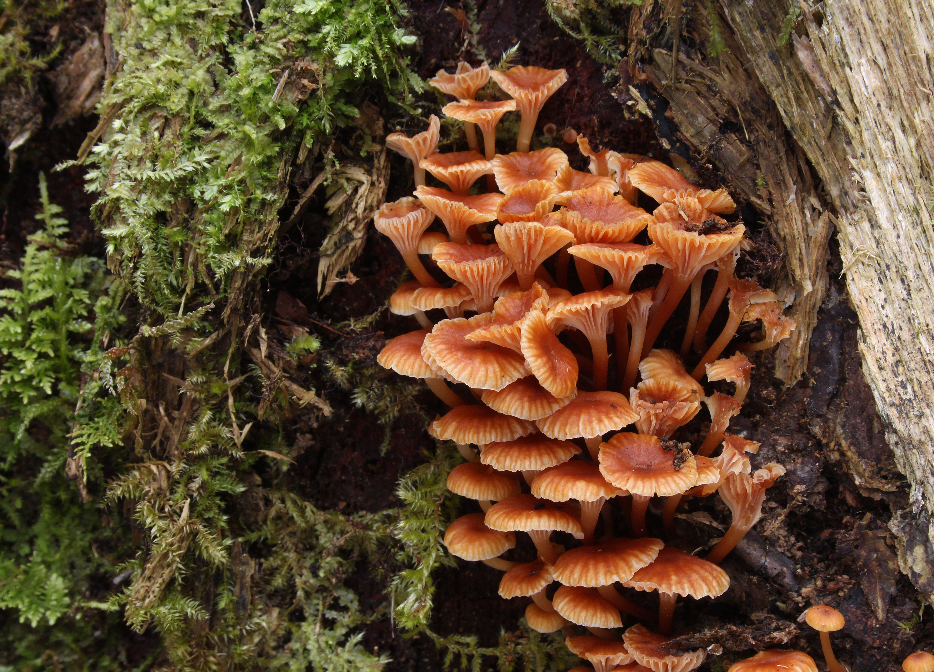 Xeromphalina campanella pic2