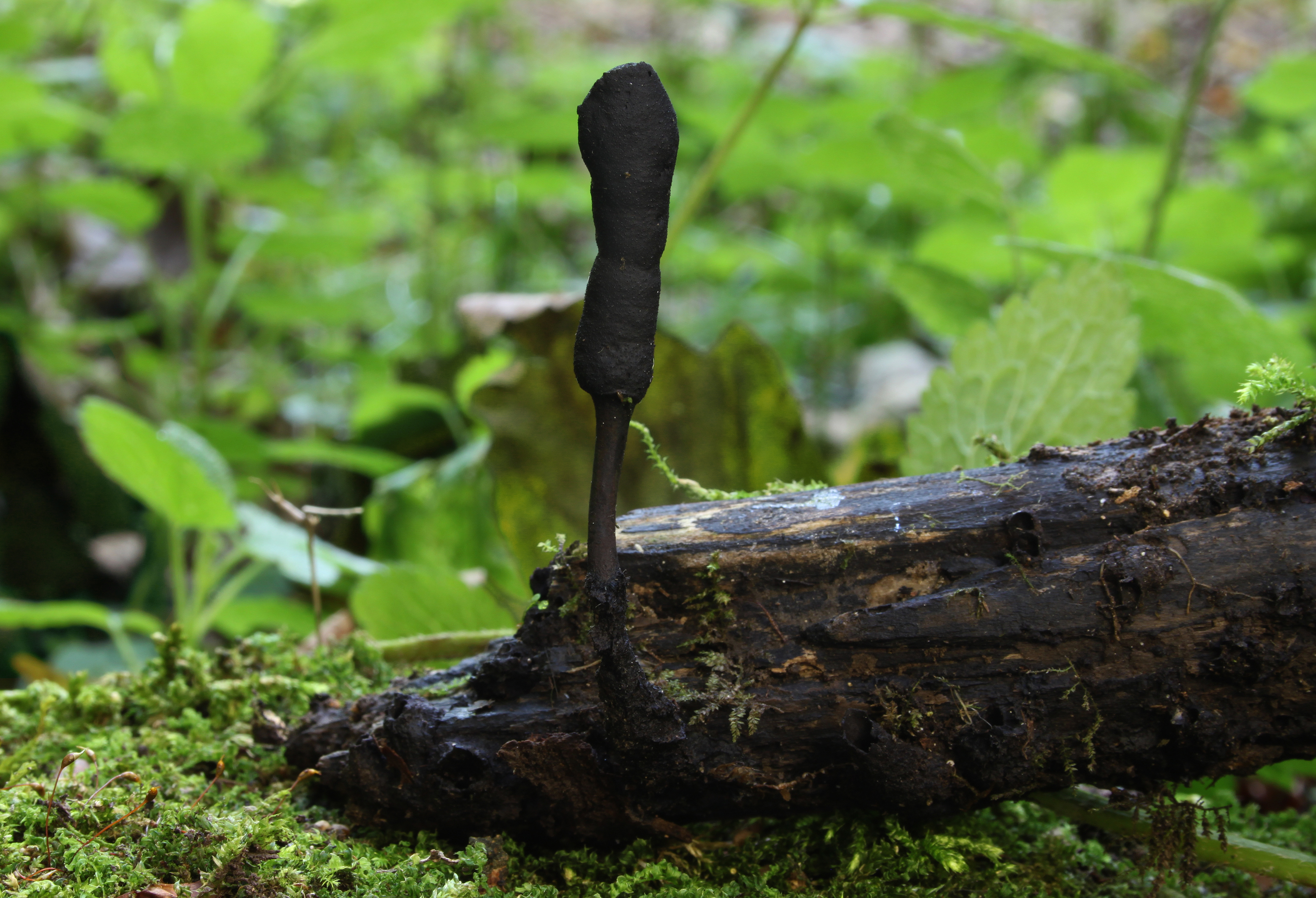 Xylaria-longipes