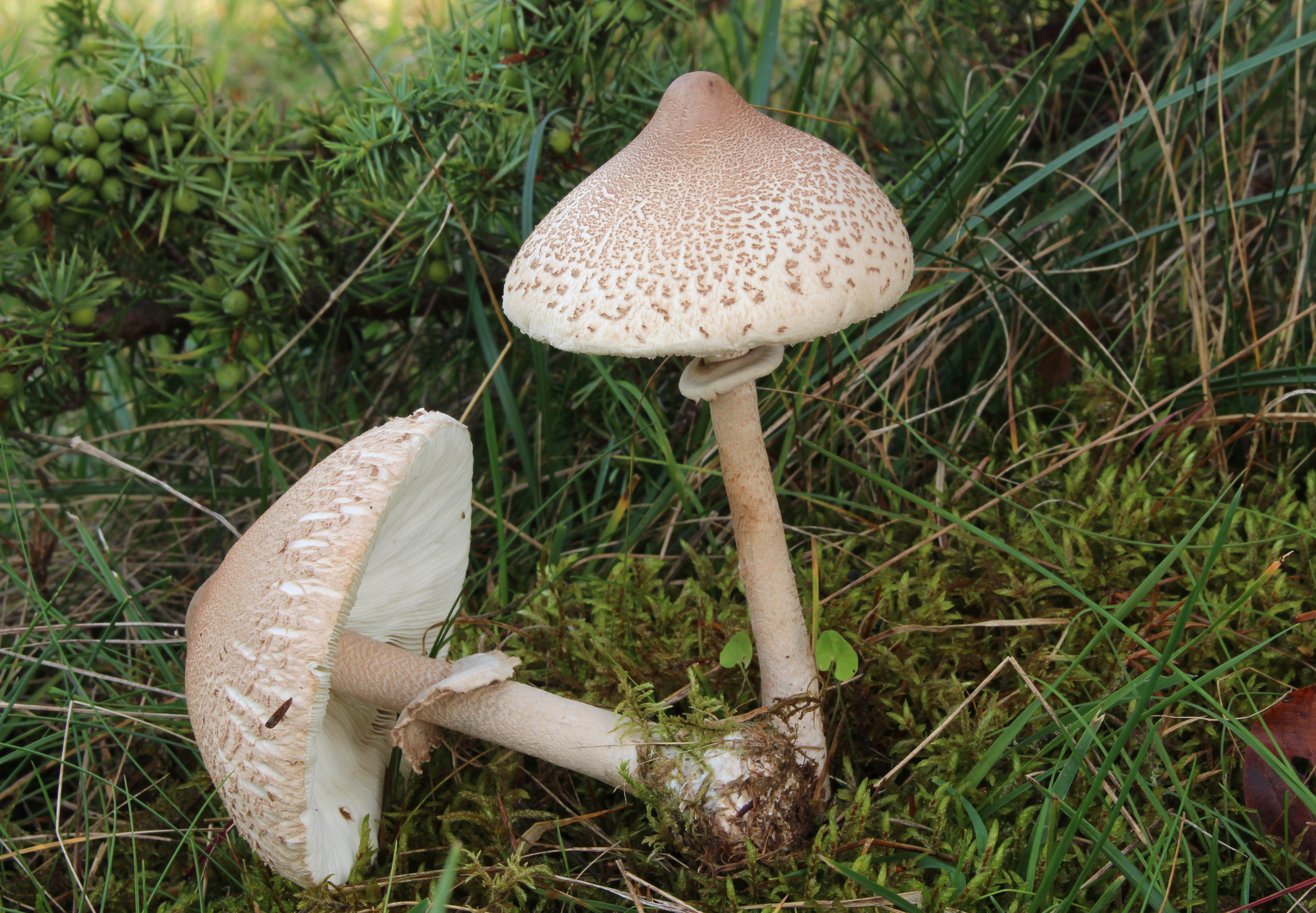 Zitzen-Riesenschirmling Macrolepiota mastoidea