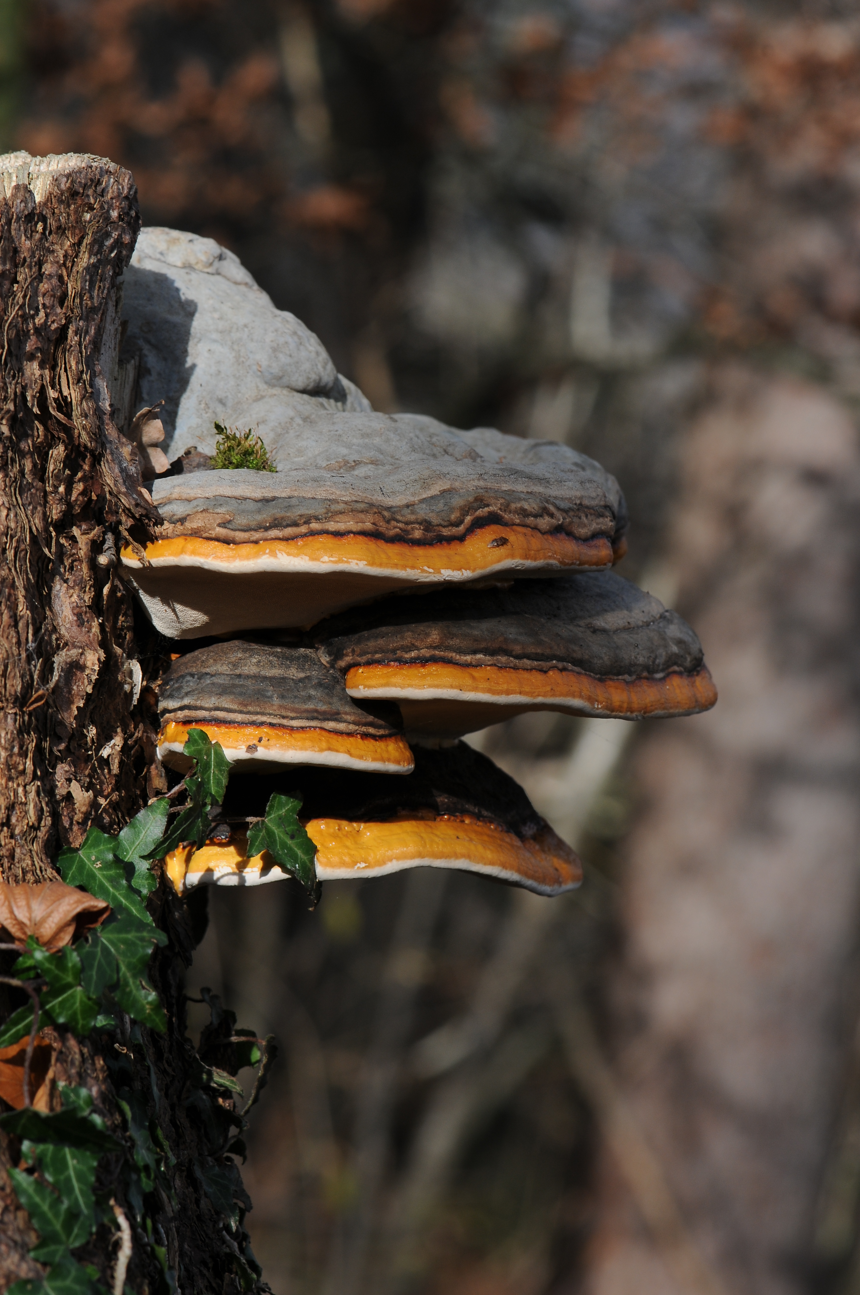 Zunderschwamm, Fomes fomentarius 1