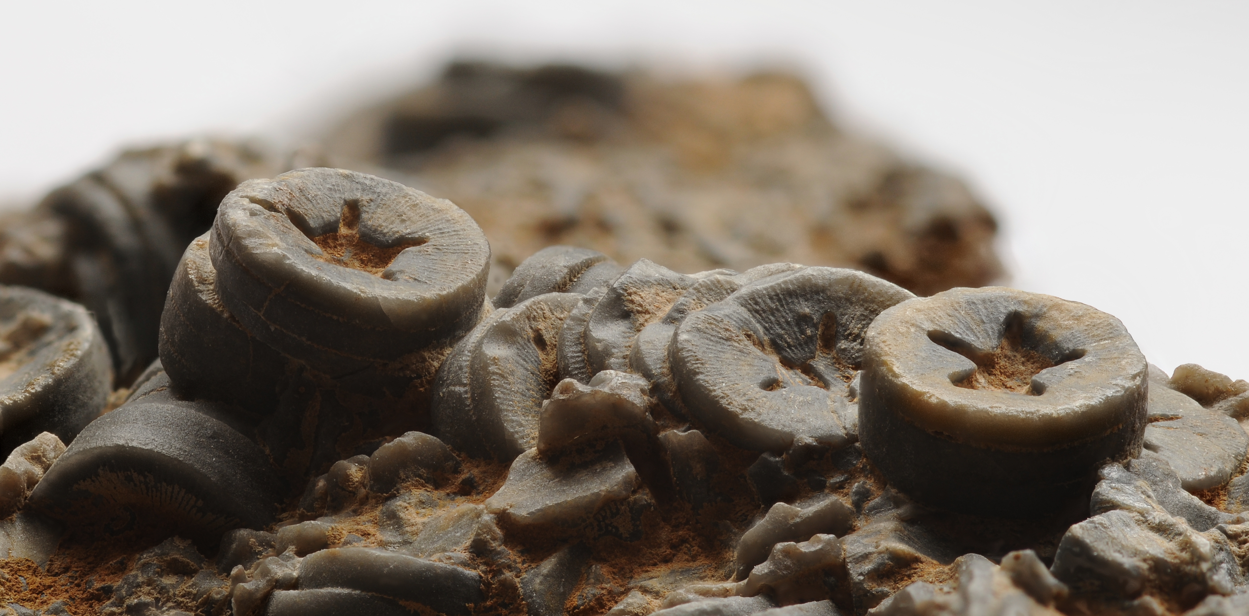 2012-12-24 14-47-10-crinoidea-sp-75f