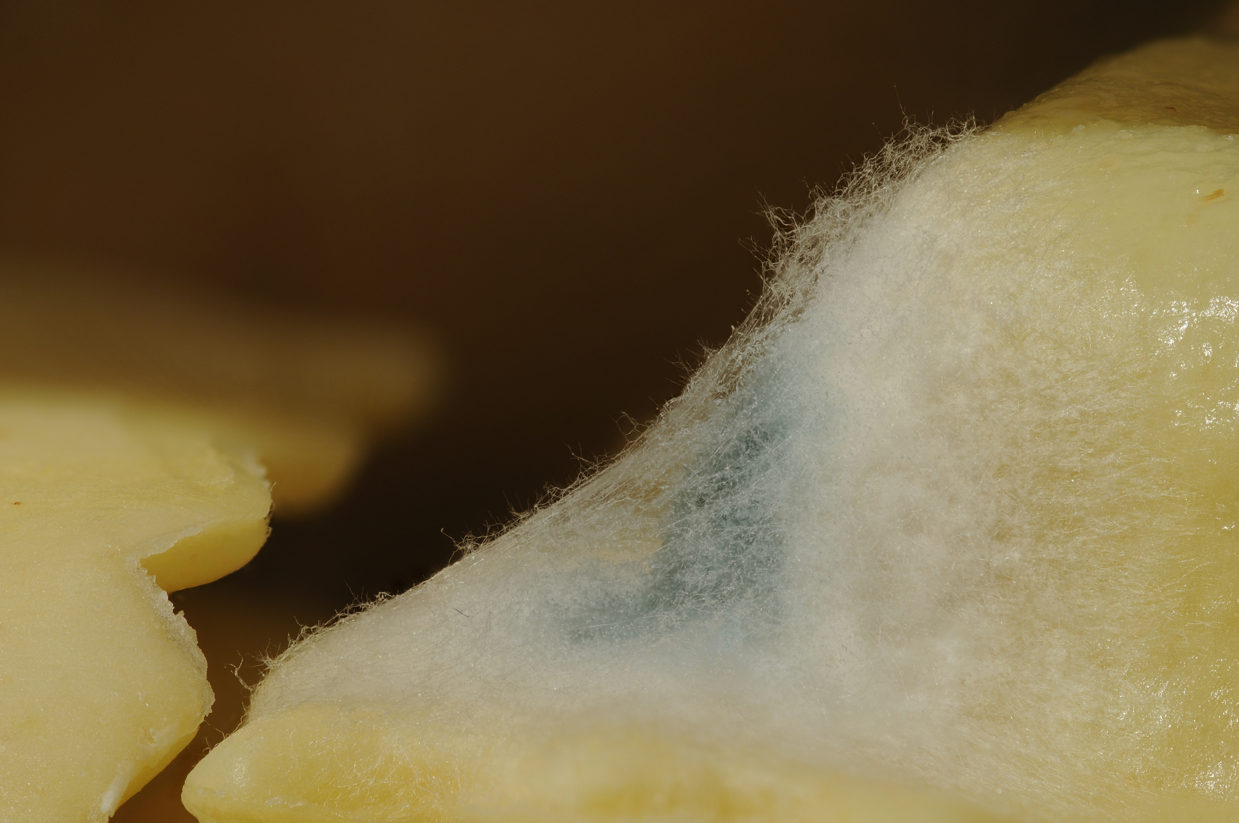 2013-01-02 17-31-34-mold-60f
