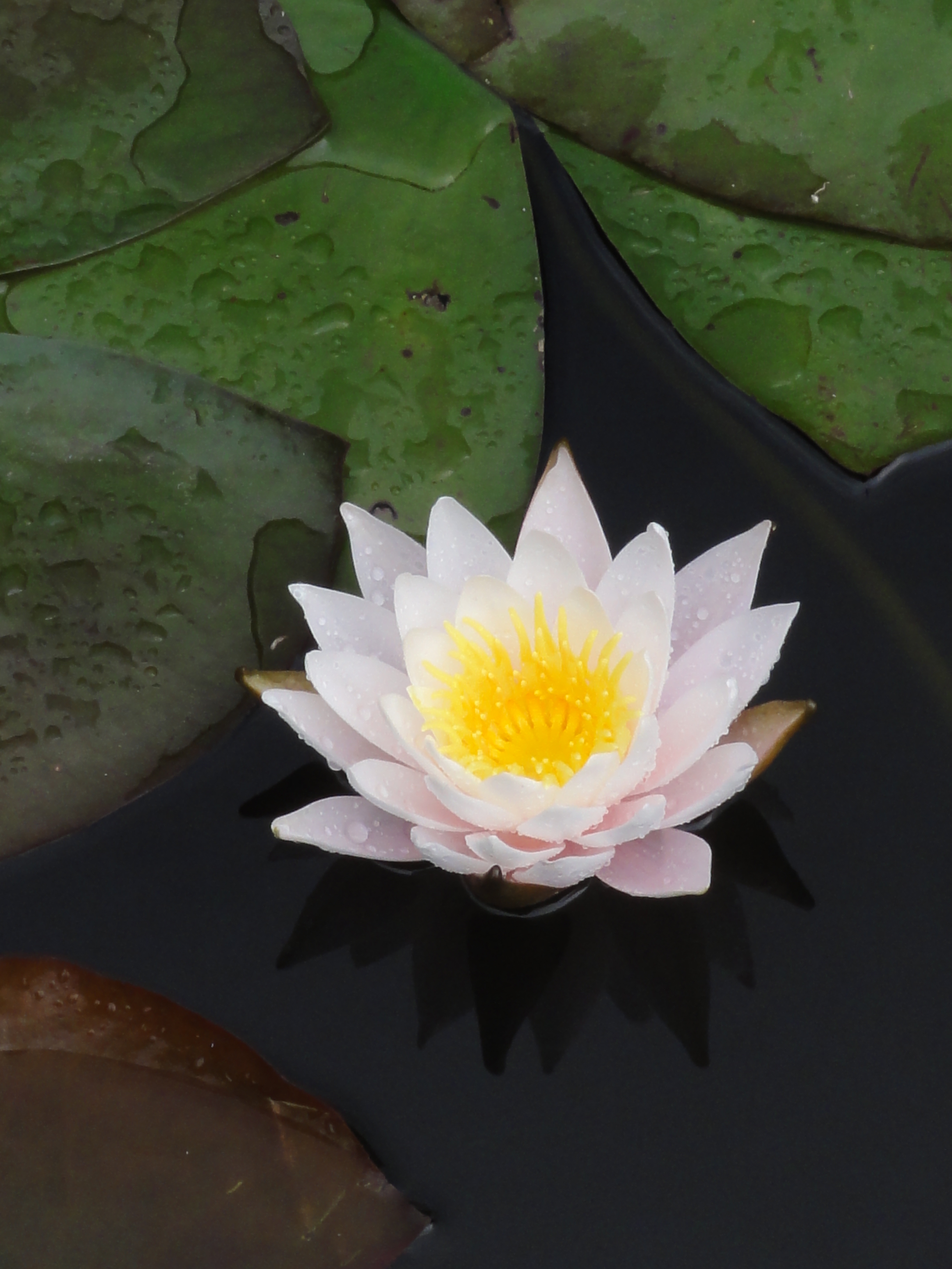 ヒツジグサ(未草)(Nymphaea tetragona)-花 (5965870669)