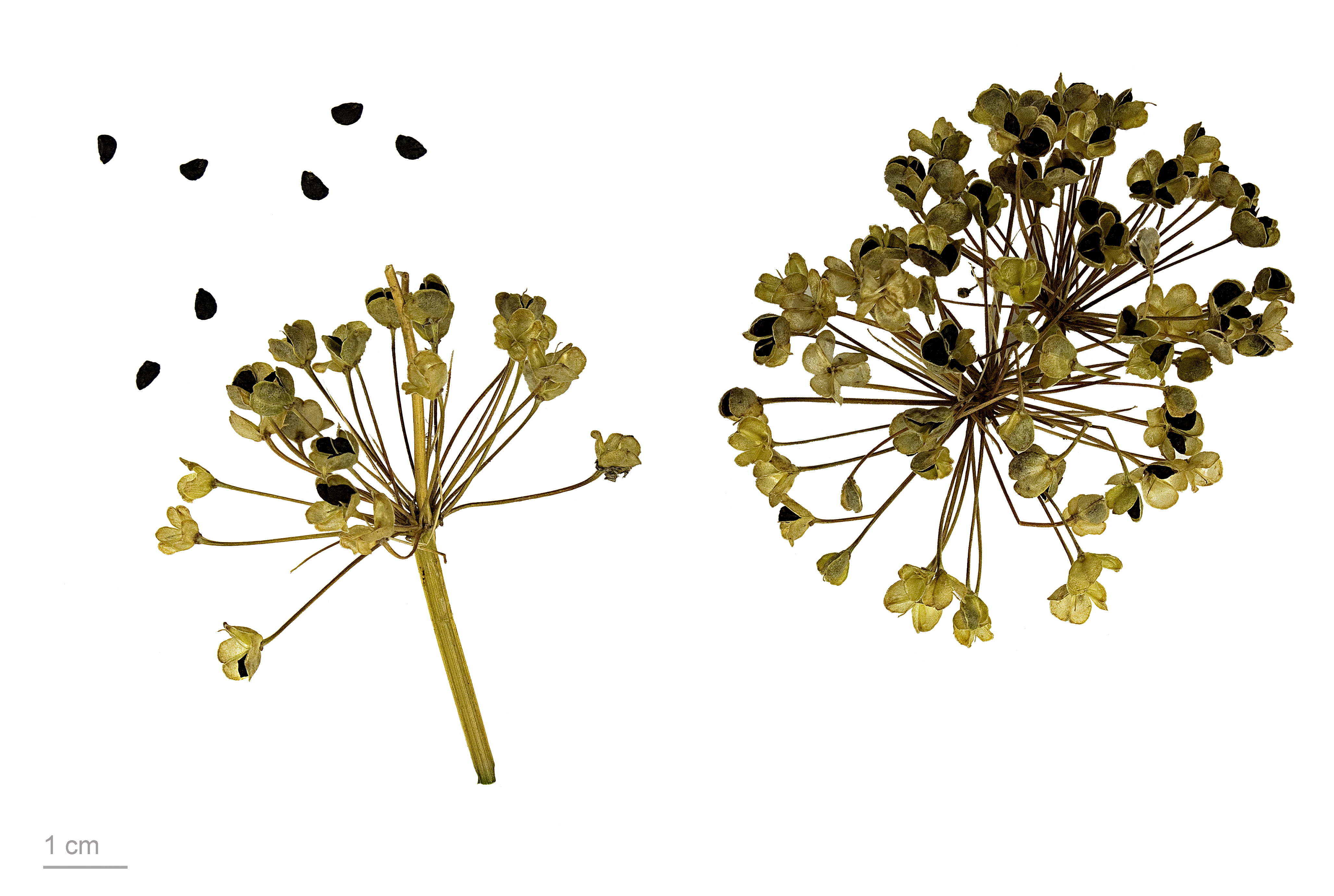 Allium tuberosum MHNT.BOT.2013.22.61