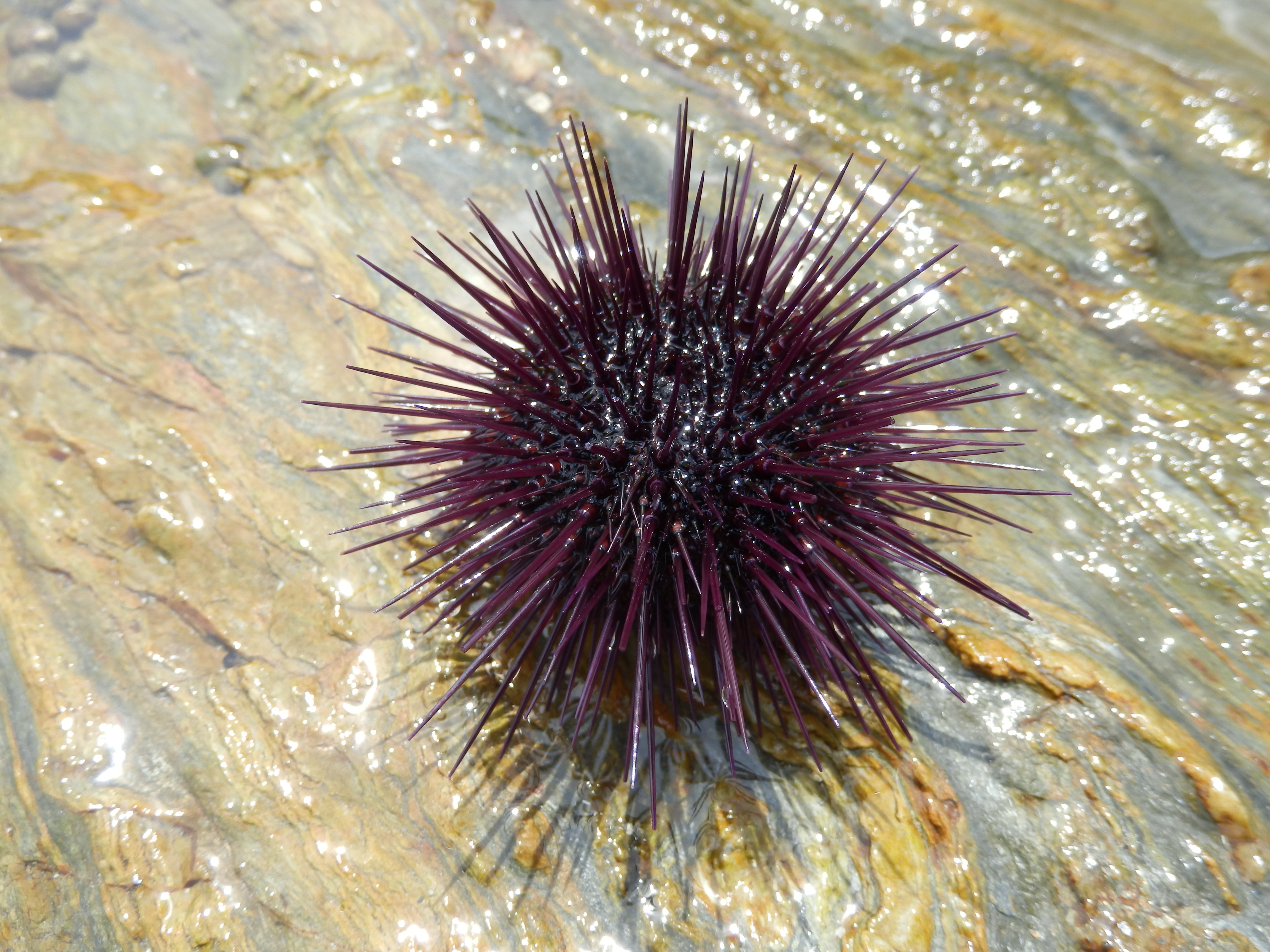 Arbacia lixula in Banyuls