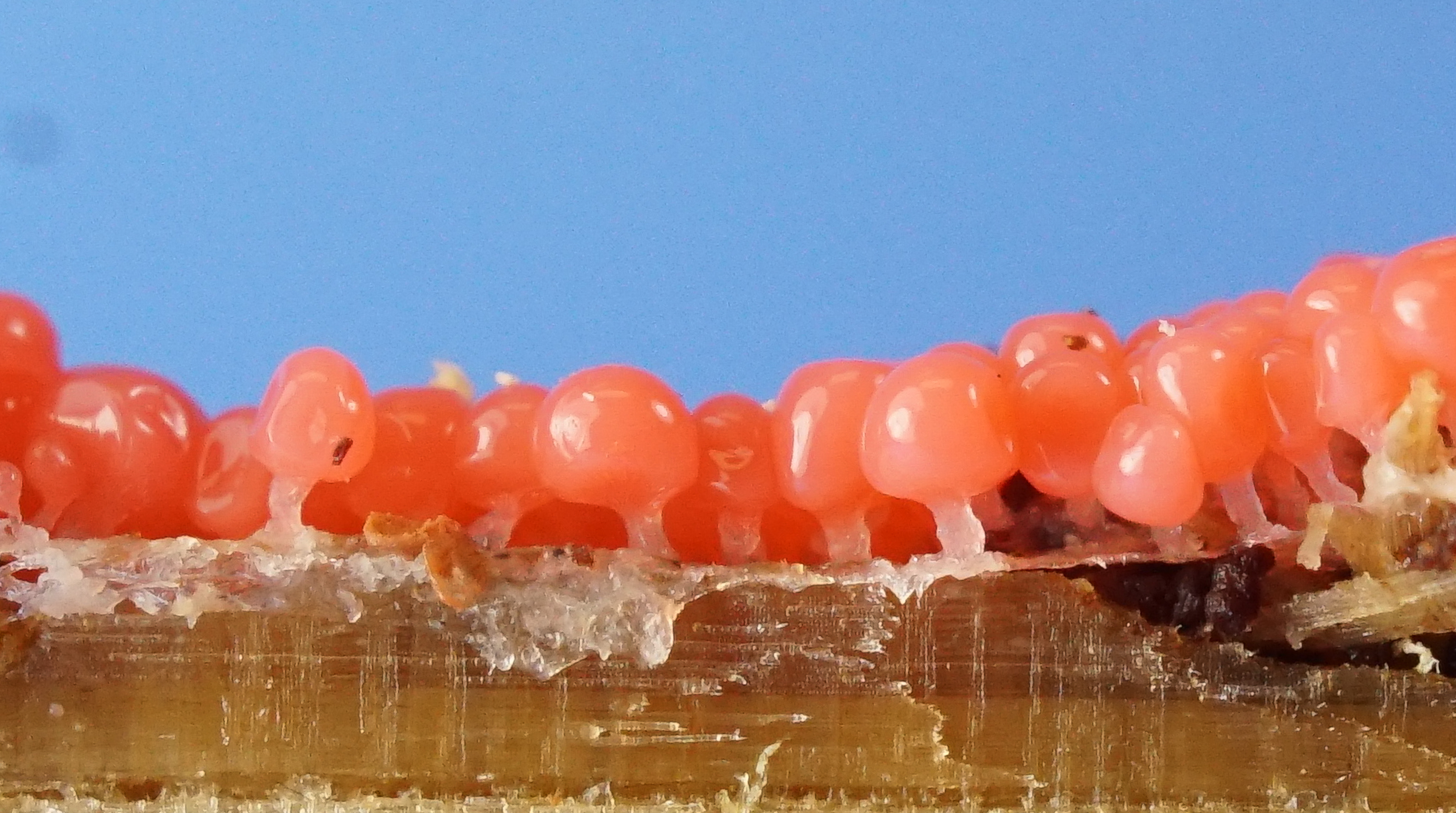 Arcyria ferruginea Saut 604500