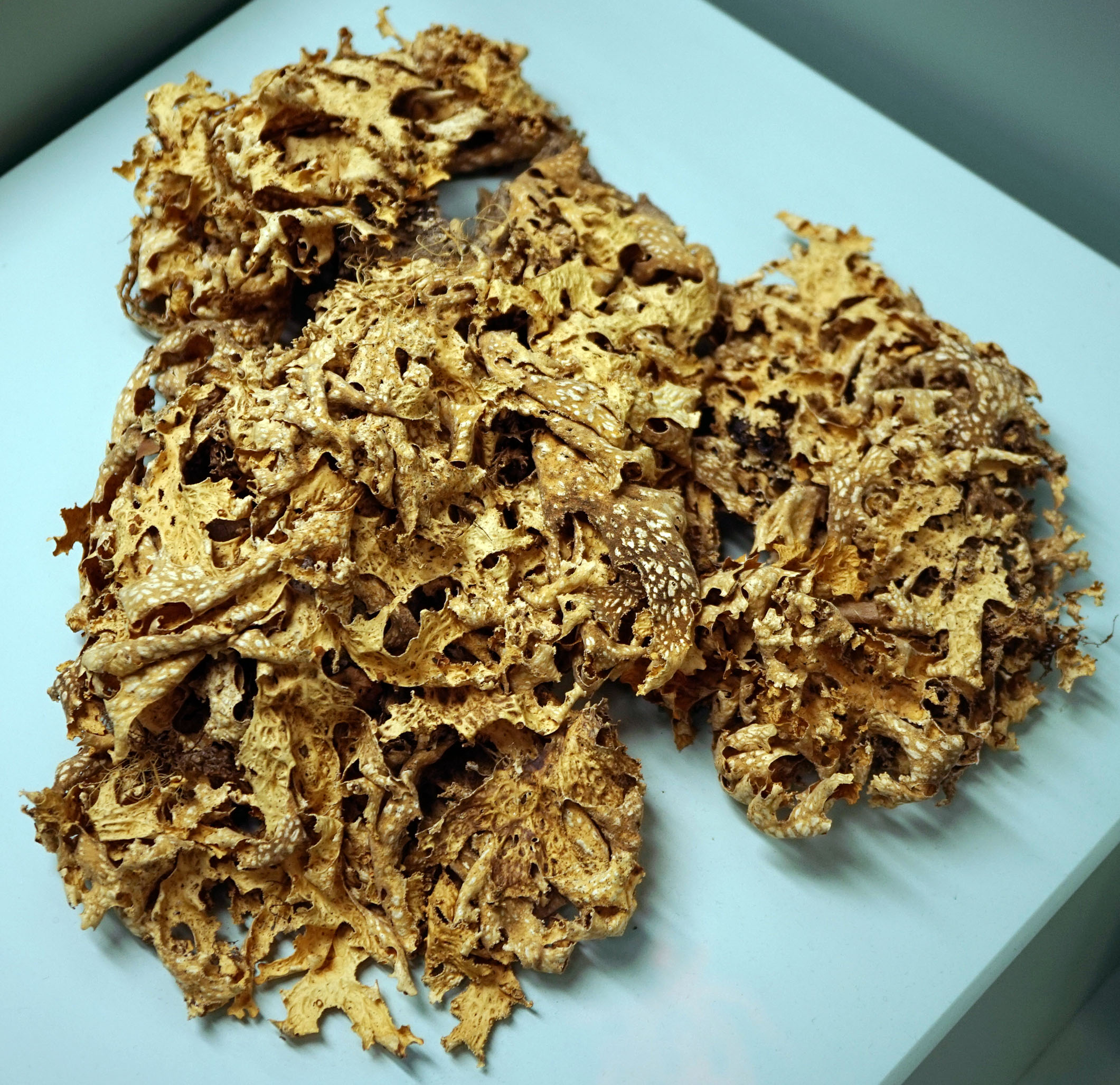 Augsburg Naturmuseum 18