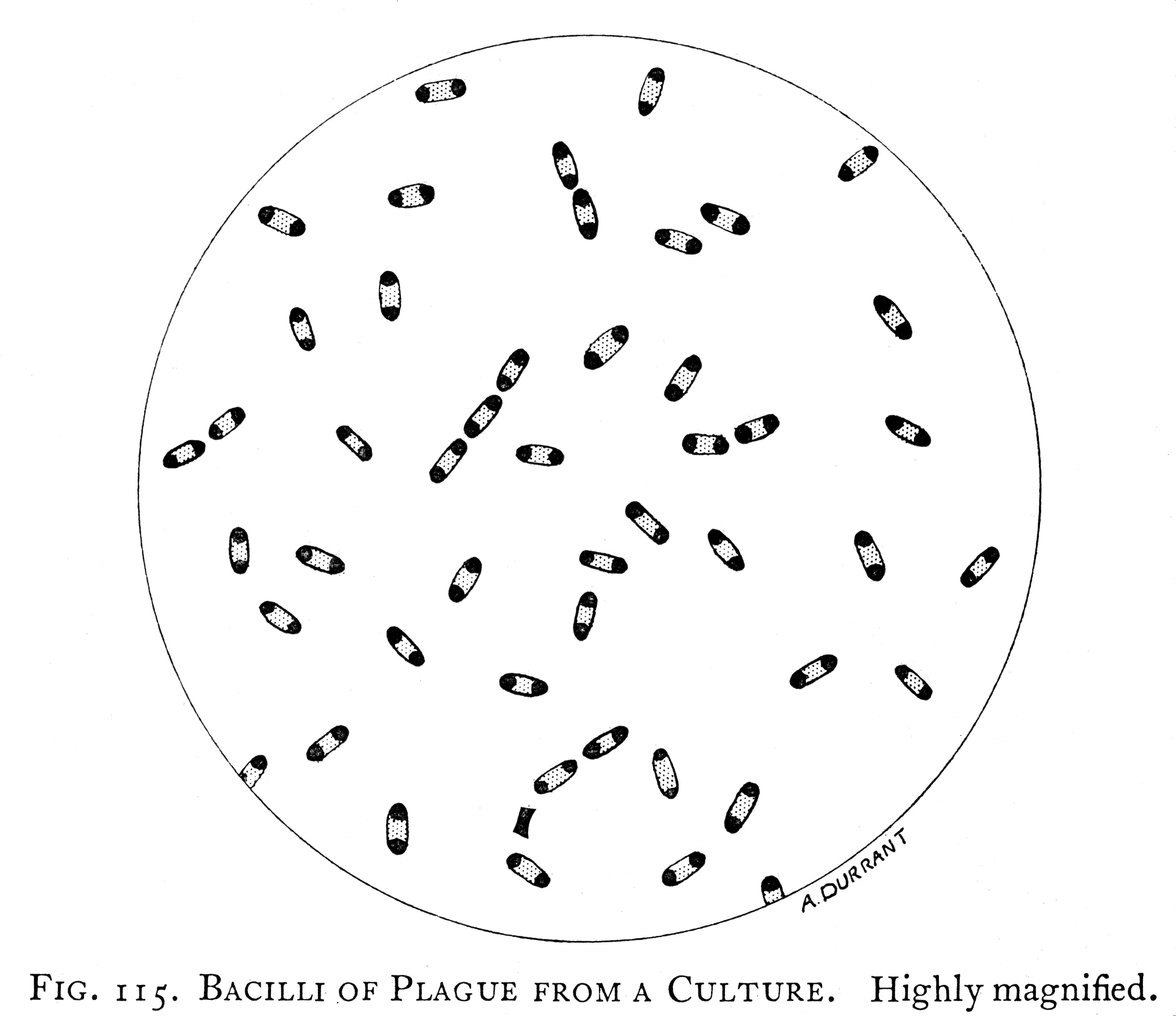 Bacilli of plague from a culture - diagram. Wellcome M0015723