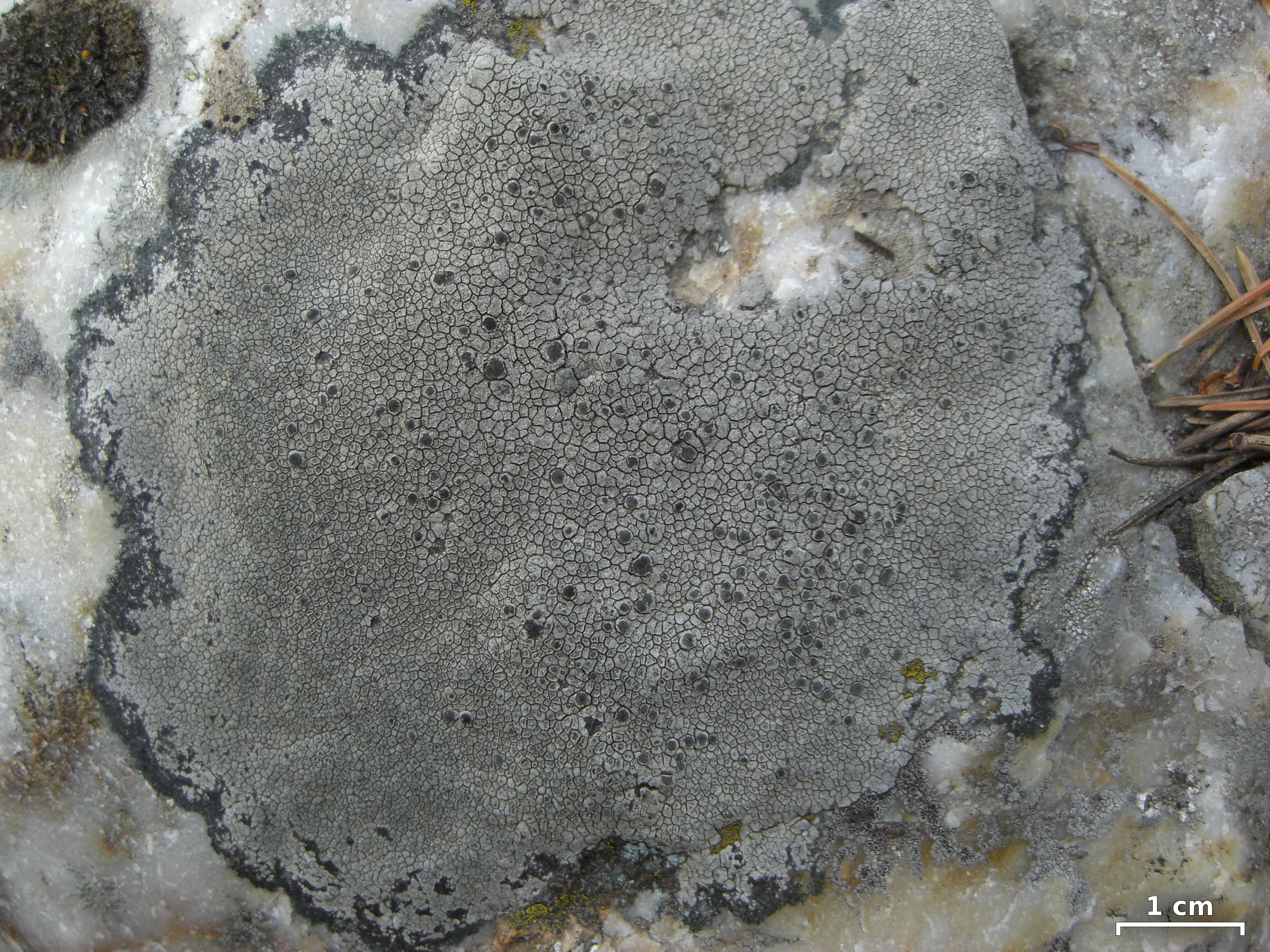 Bellemerea alpina 461833