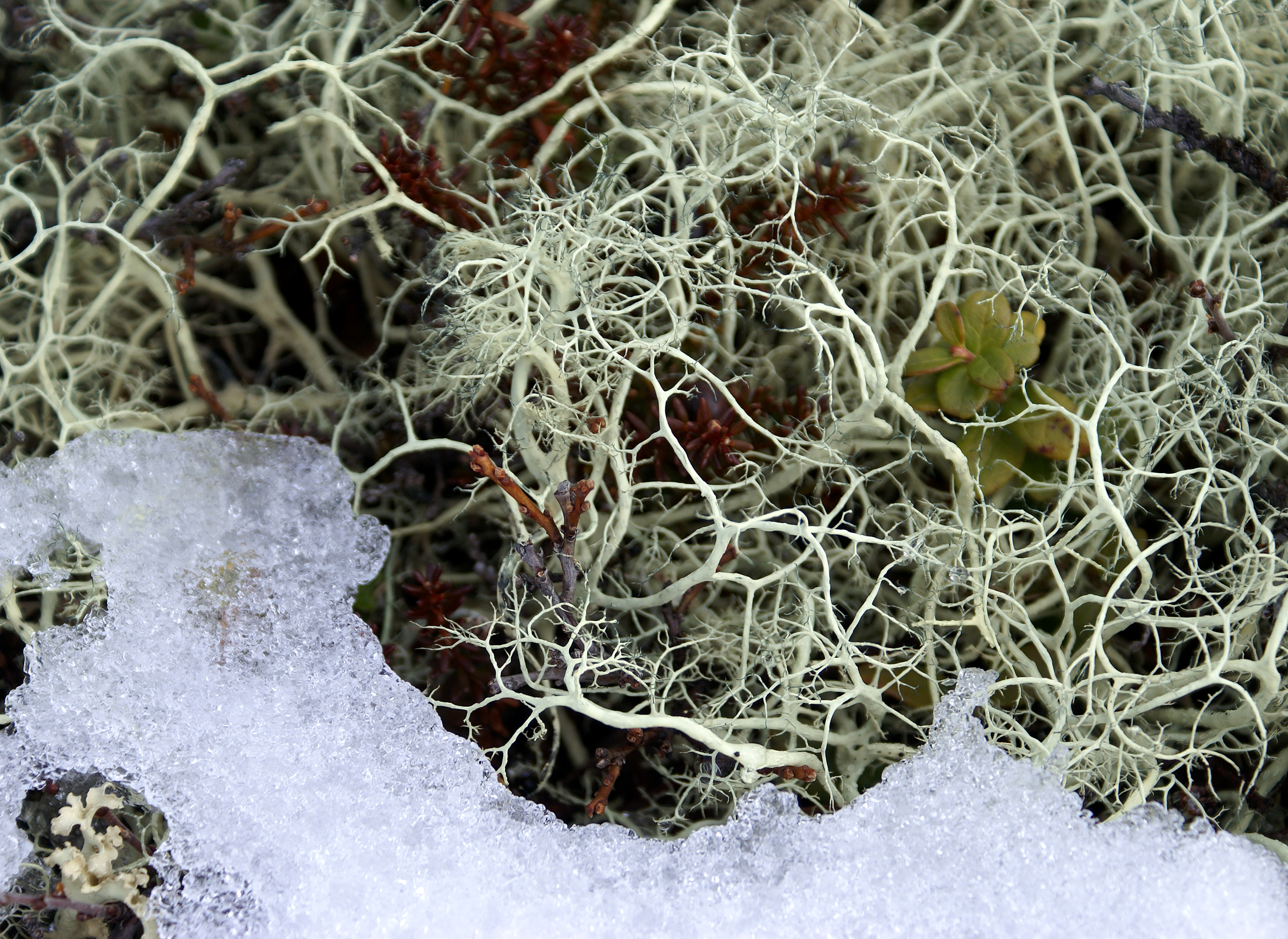 Beneath the snow (3447655414)