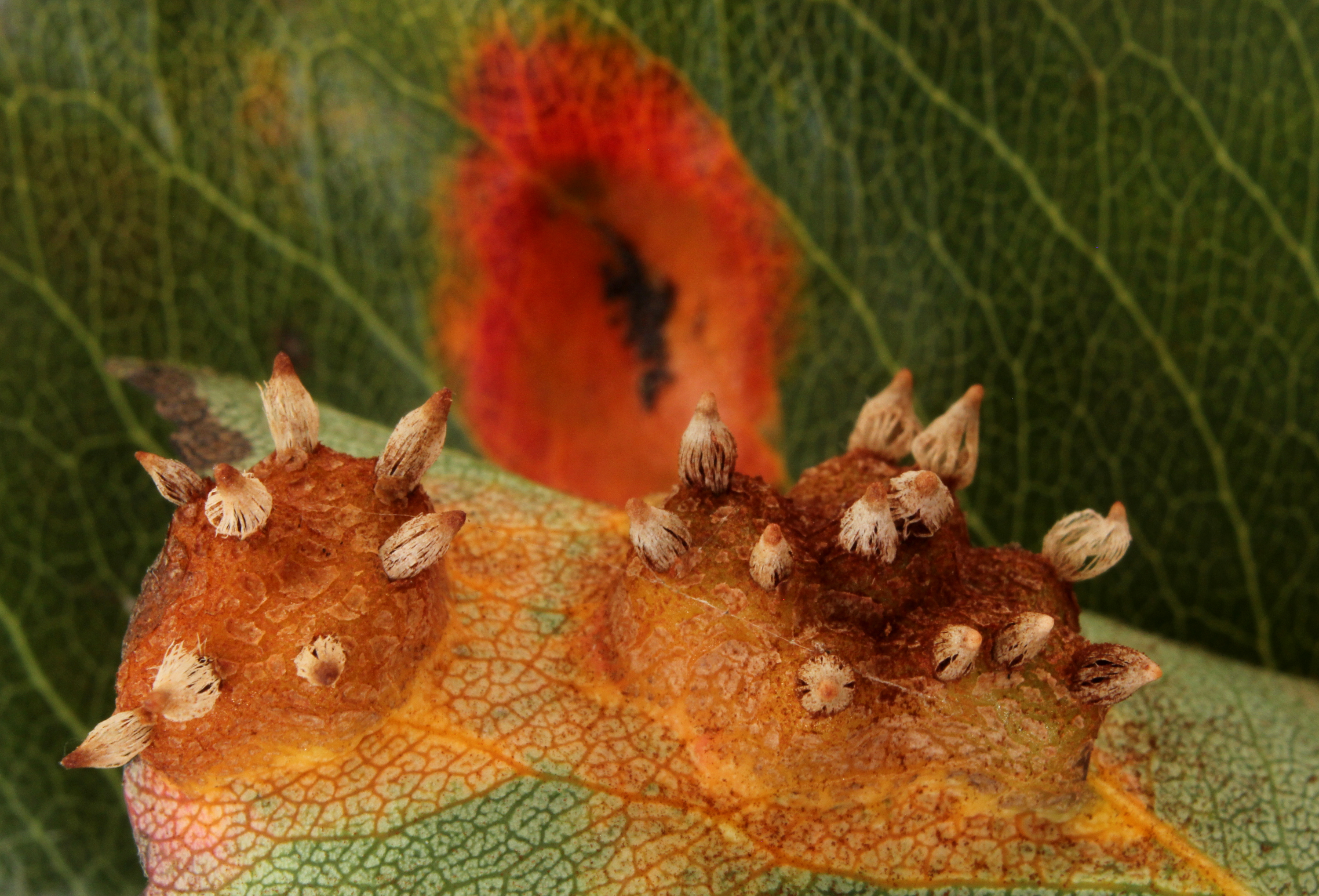 Birnengitterrost Gymnosporangium fuscum