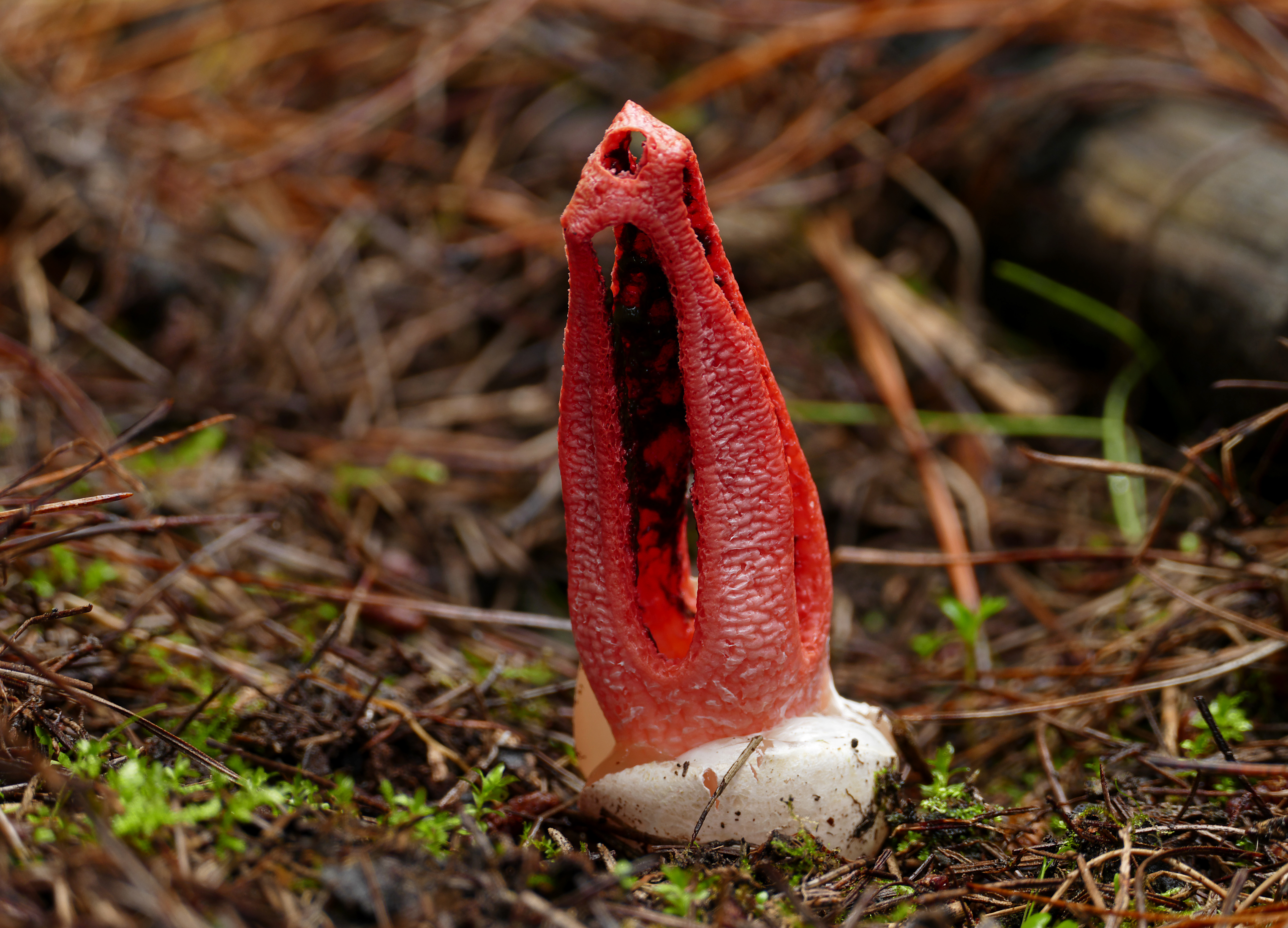 Clathrus archeri.Devils fingers. (33678326500)