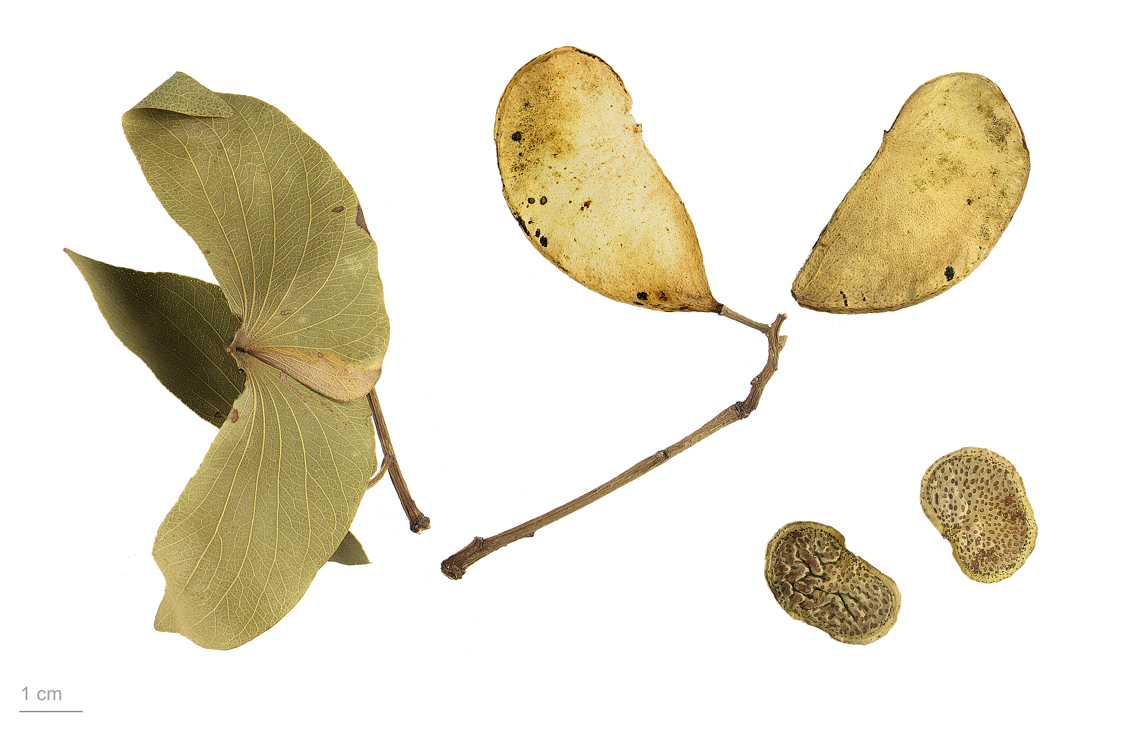 Colophospermum mopane MHNT.BOT.2015.2.6