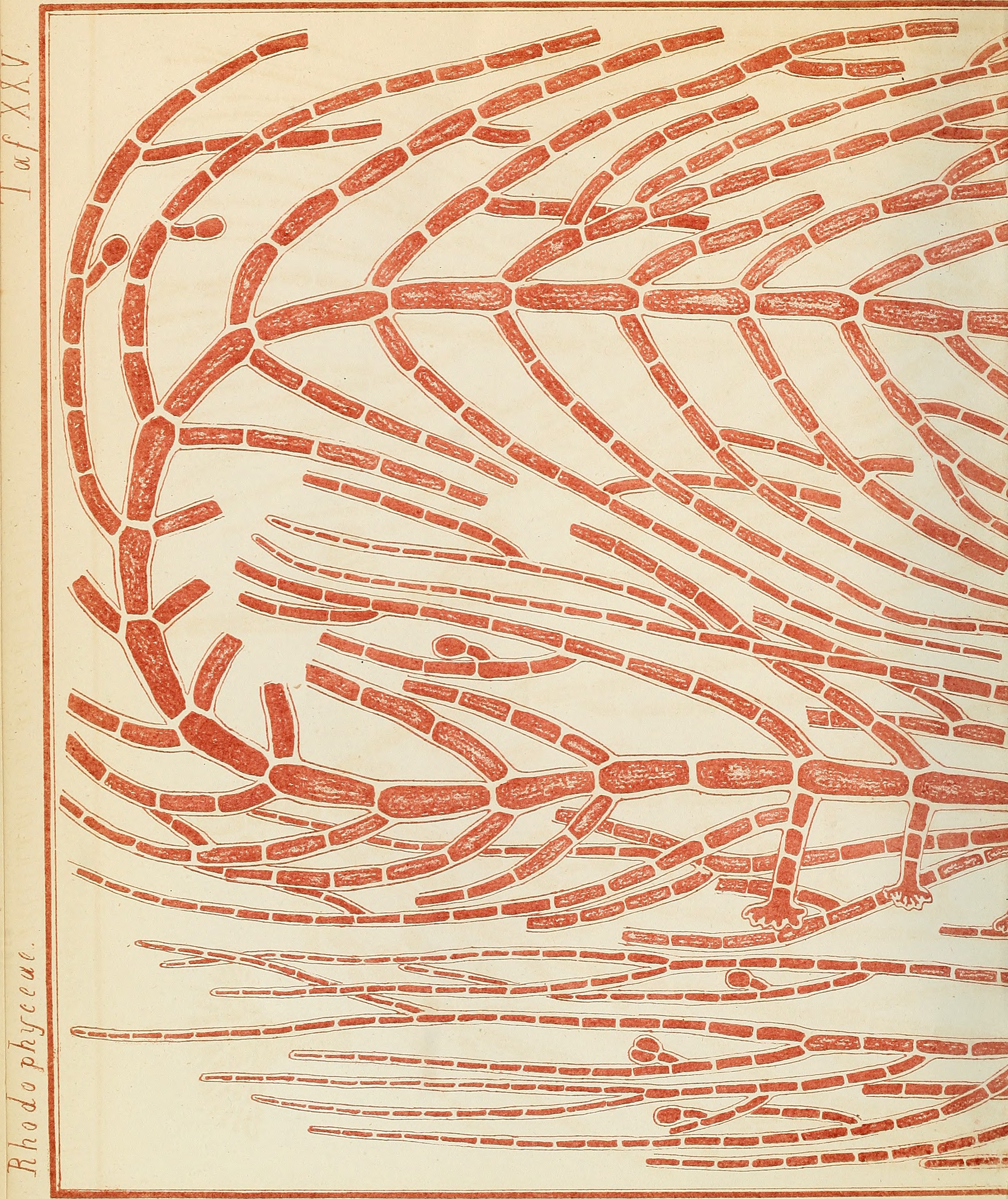 Contributiones ad algologiam et fungologiam (1875.) (20498458849)