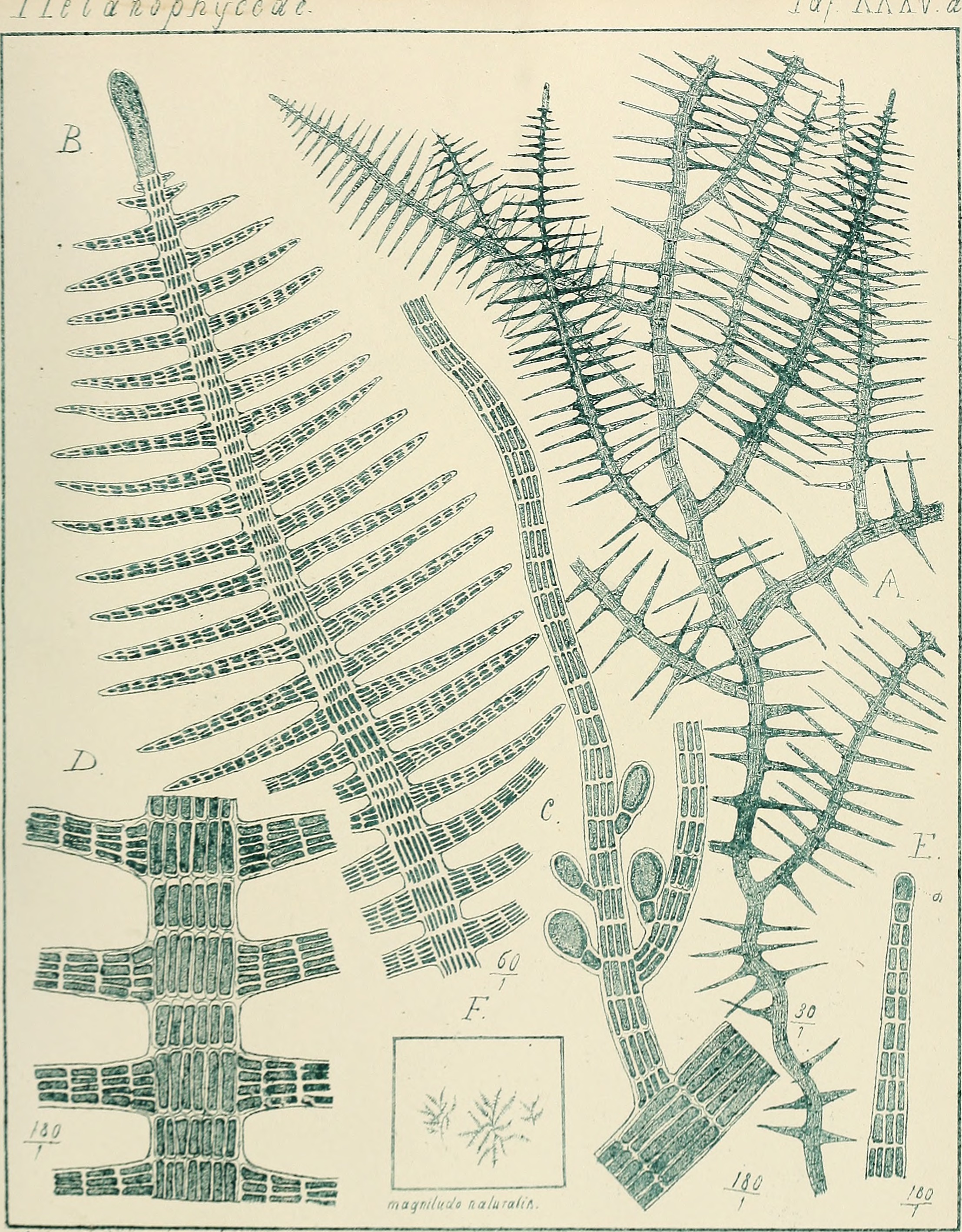 Contributiones ad algologiam et fungologiam (1875.) (20685087485)