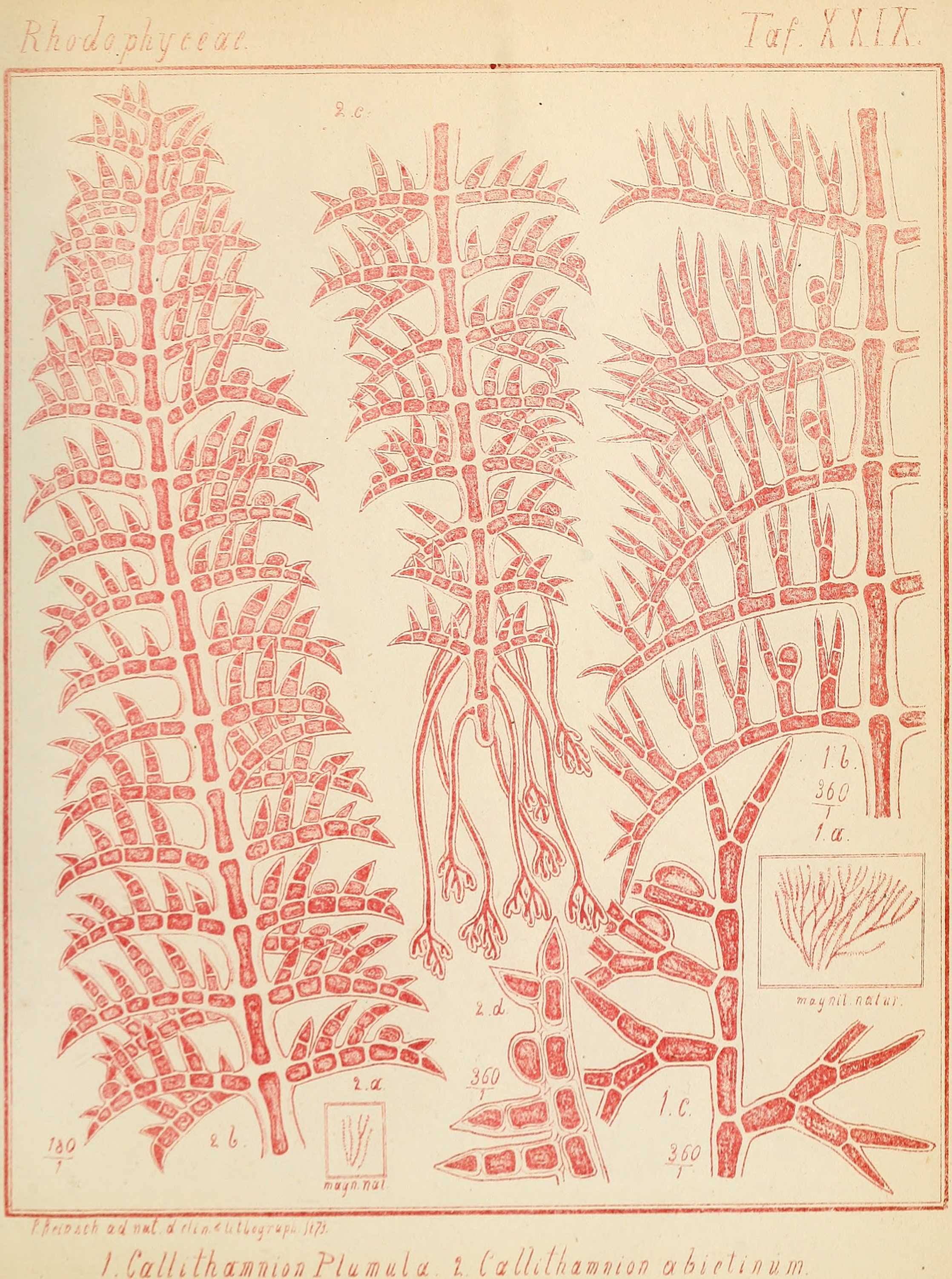 Contributiones ad algologiam et fungologiam (1875.) (20685213275)