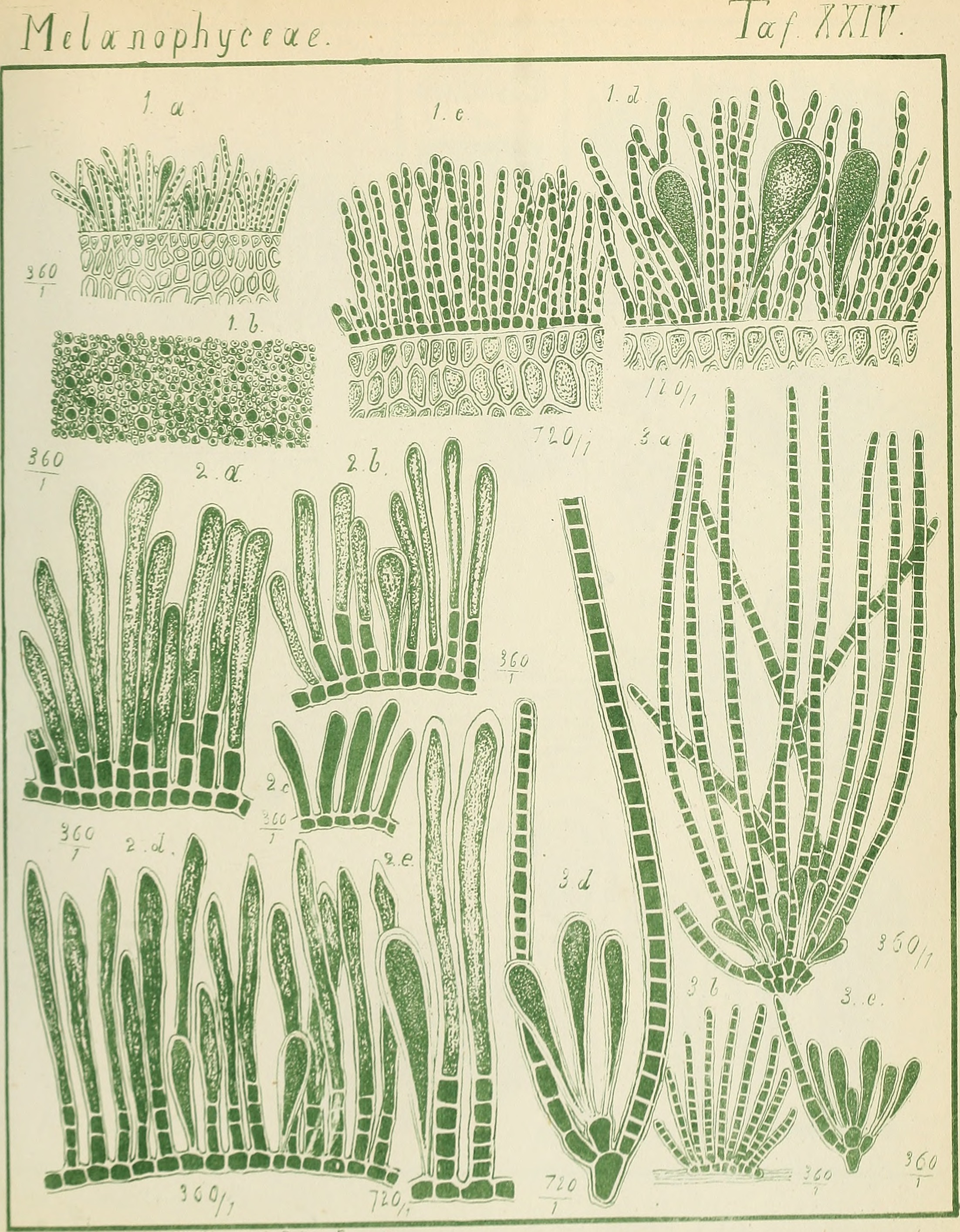 Contributiones ad algologiam et fungologiam (1875.) (20691786851)