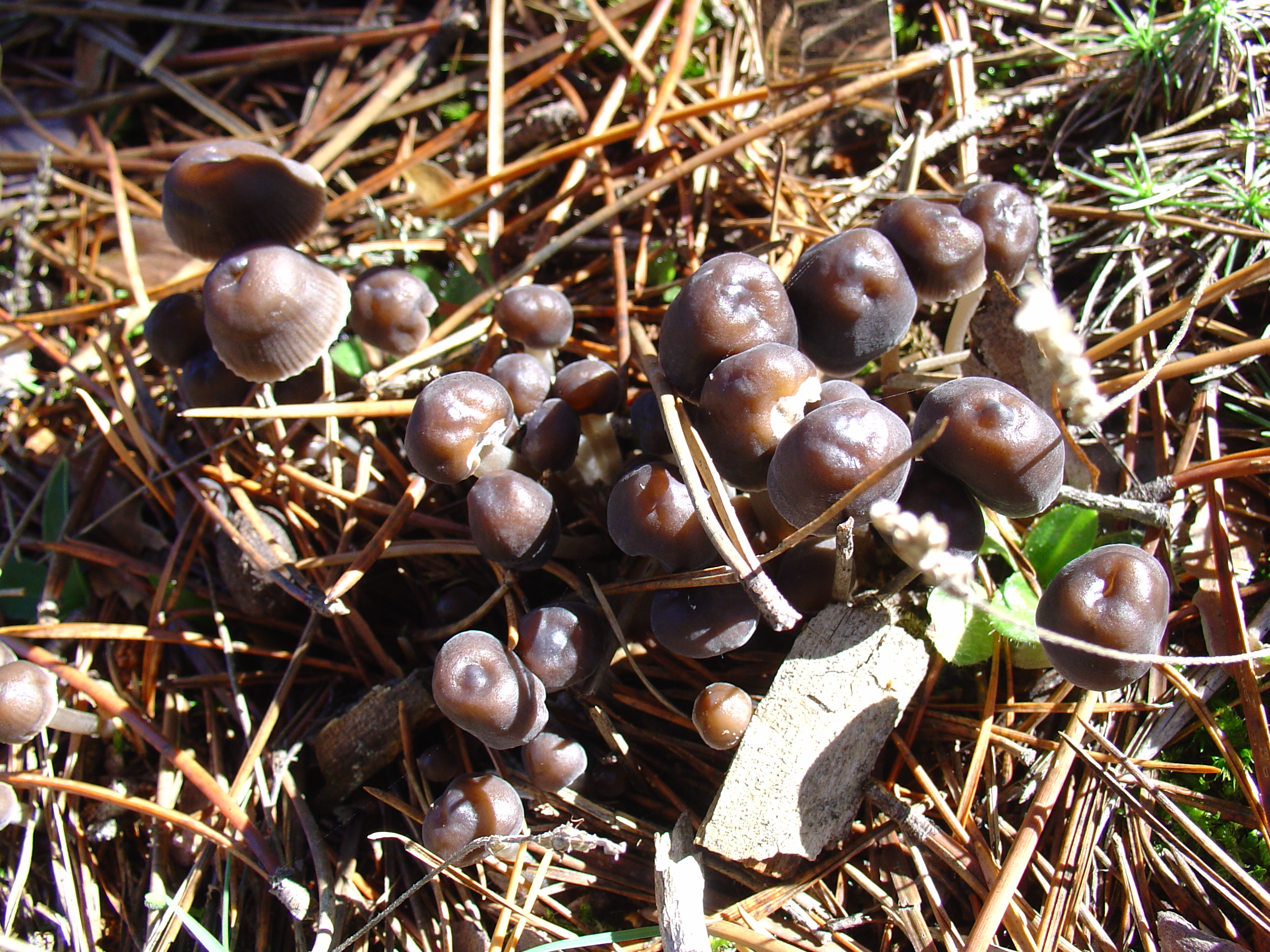 Coprinus3