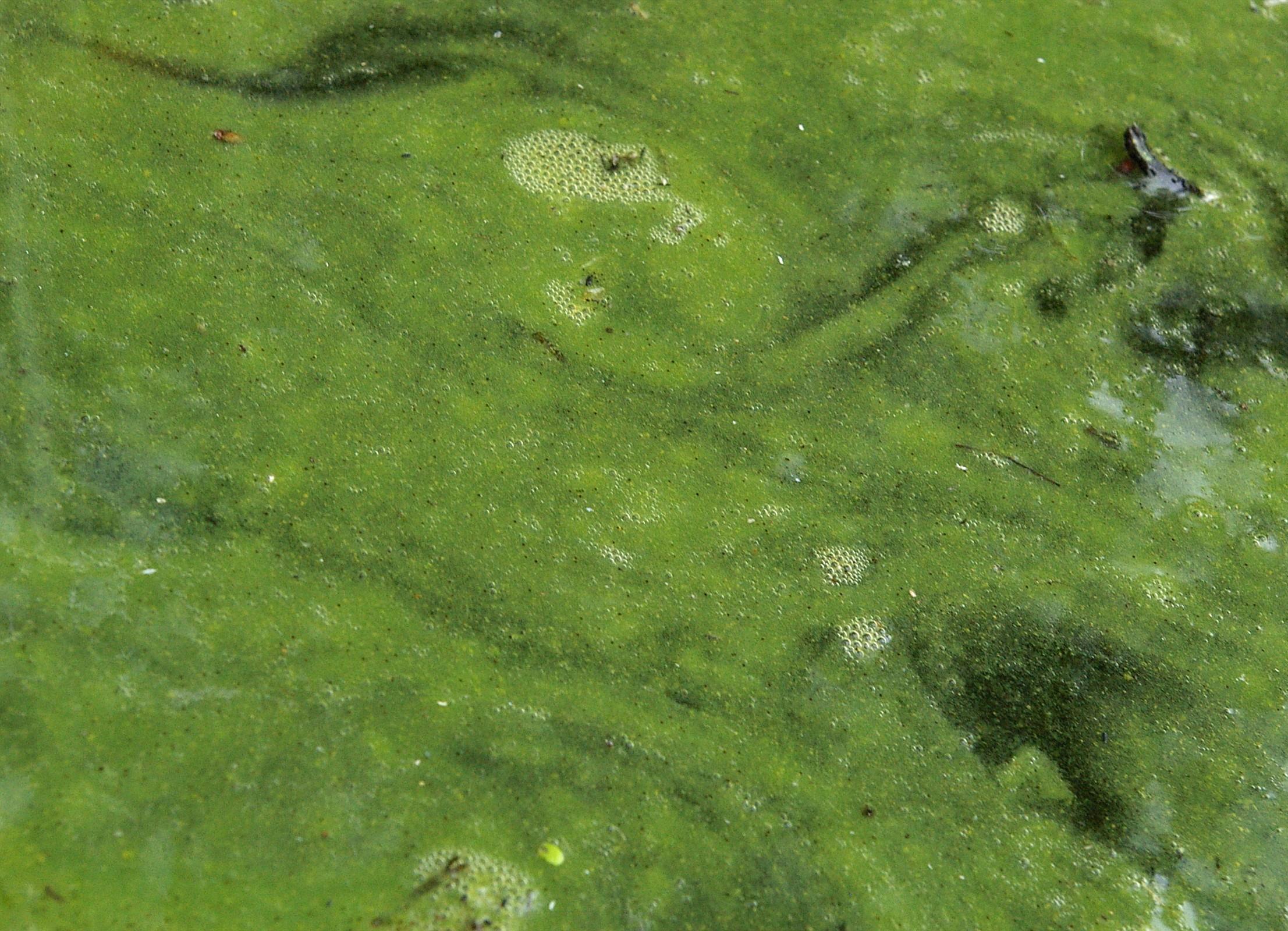 CyanobacteriaInPool
