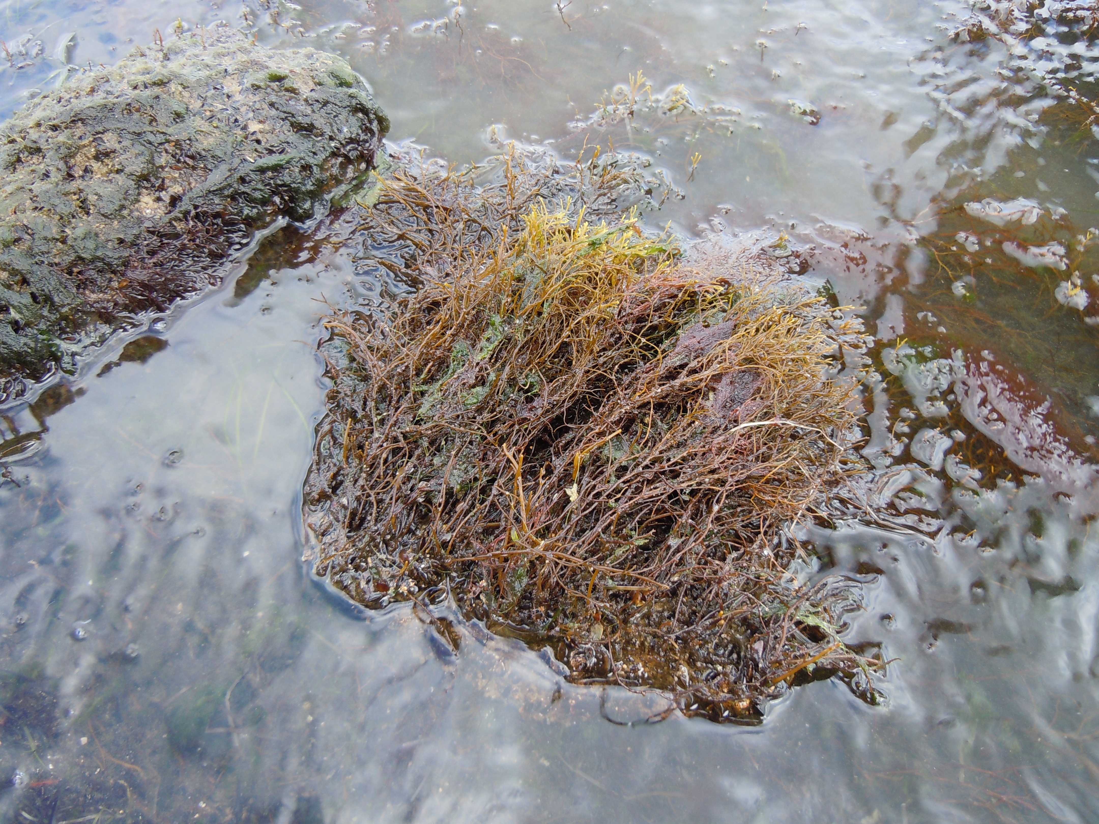 Cystoseira barbata2